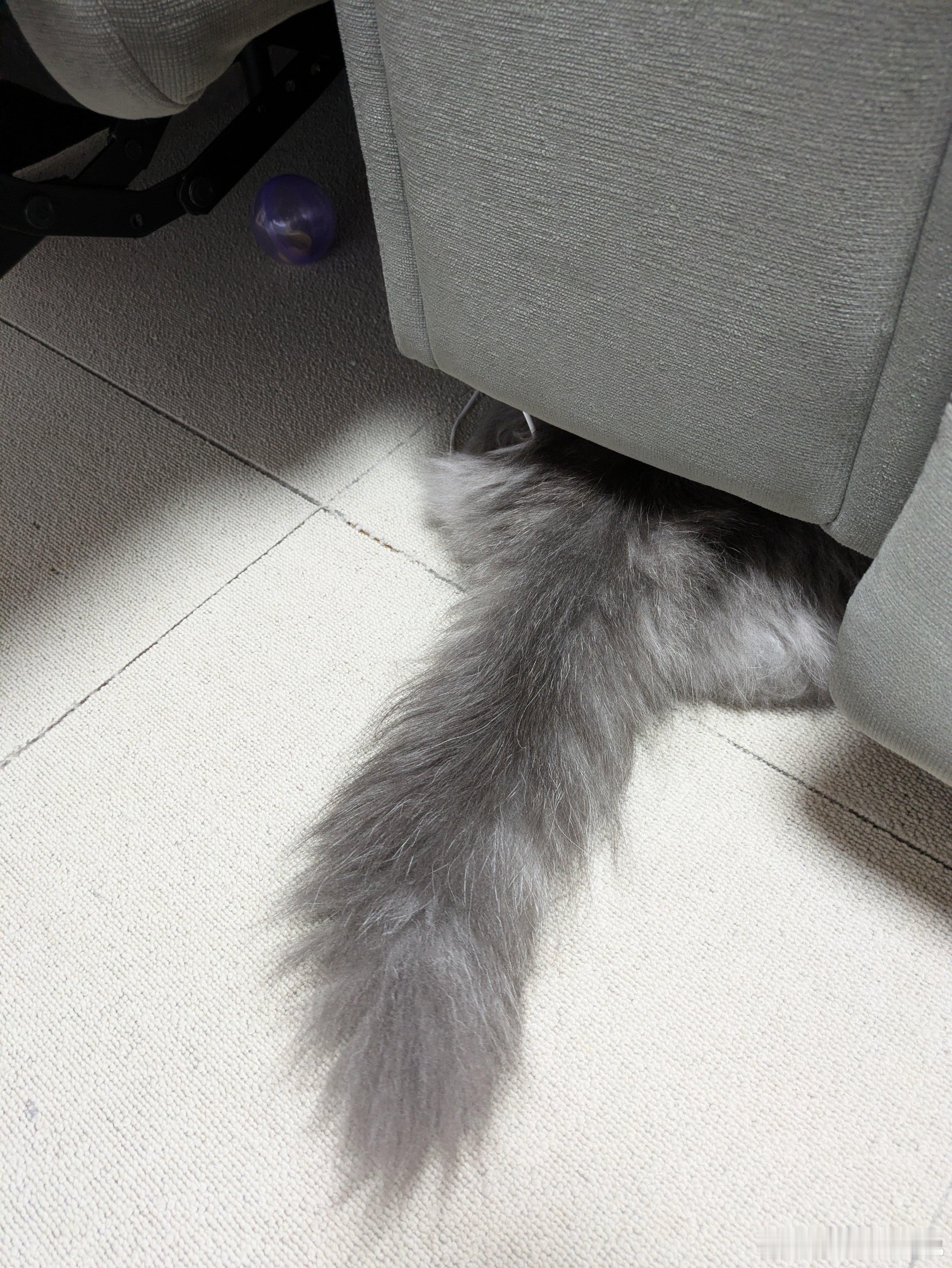 拒绝刷牙的一号和二号🐱 ​​​