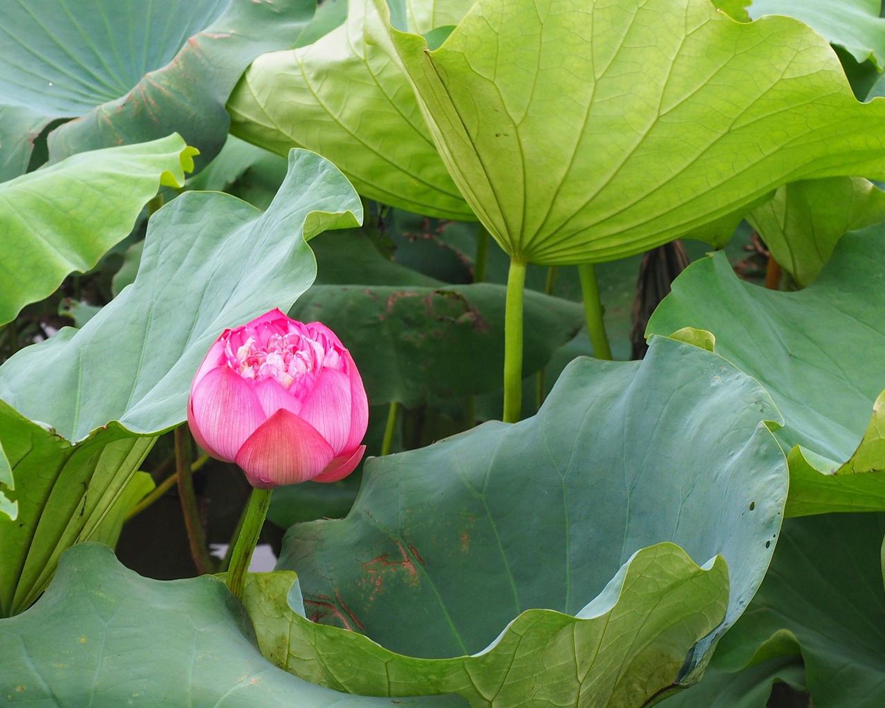 -Xww


春日养肝正当时，照着做，肝气顺一身轻！