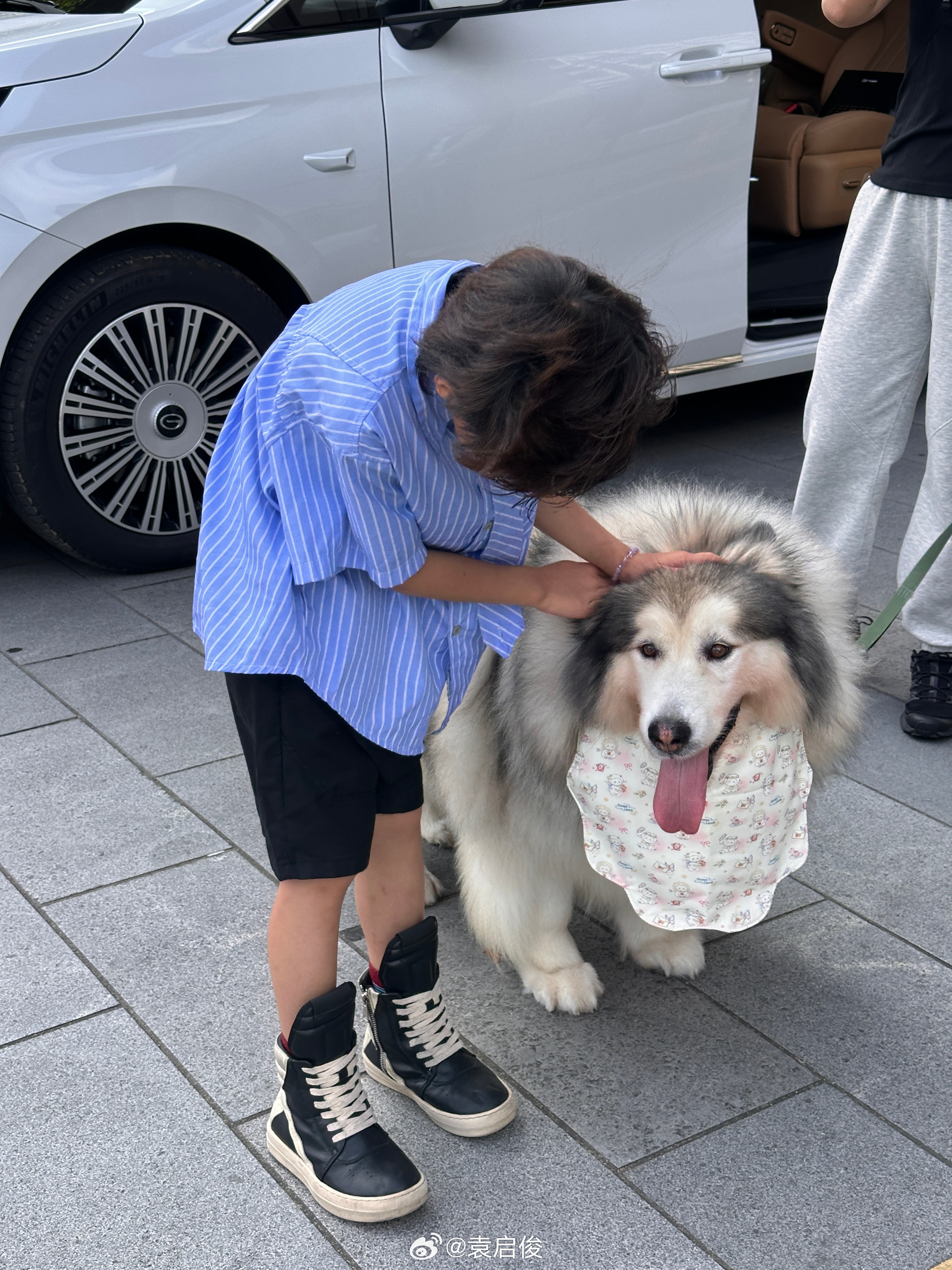 这么胖的阿拉斯加，真的很少见