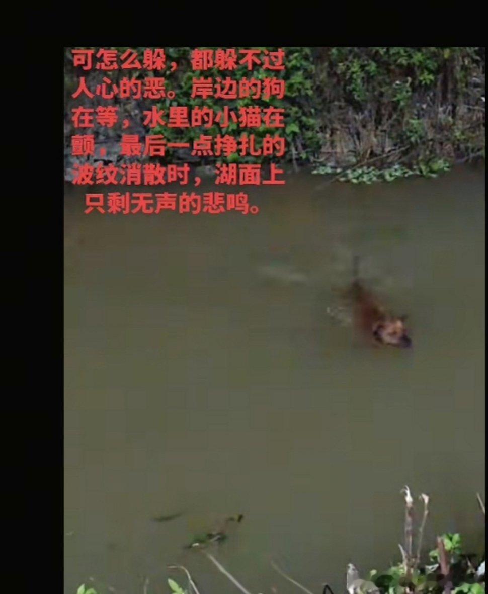 原视频是几个人把一只流浪猫扔进河里，还让自家狗下去咬猫 不让猫游上来，评论区炸出
