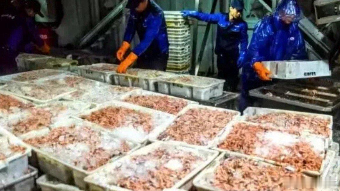 玉环虾航母游出共富路玉环坎门建海上加工中心，虾鲜现捕现加工，一码可追溯，供销上门