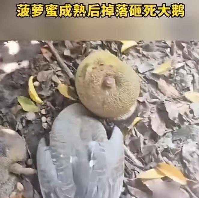 真是飞来横祸！近日，广东湛江一男子家院里的菠萝蜜成熟后突然从树上掉落，谁知正好砸