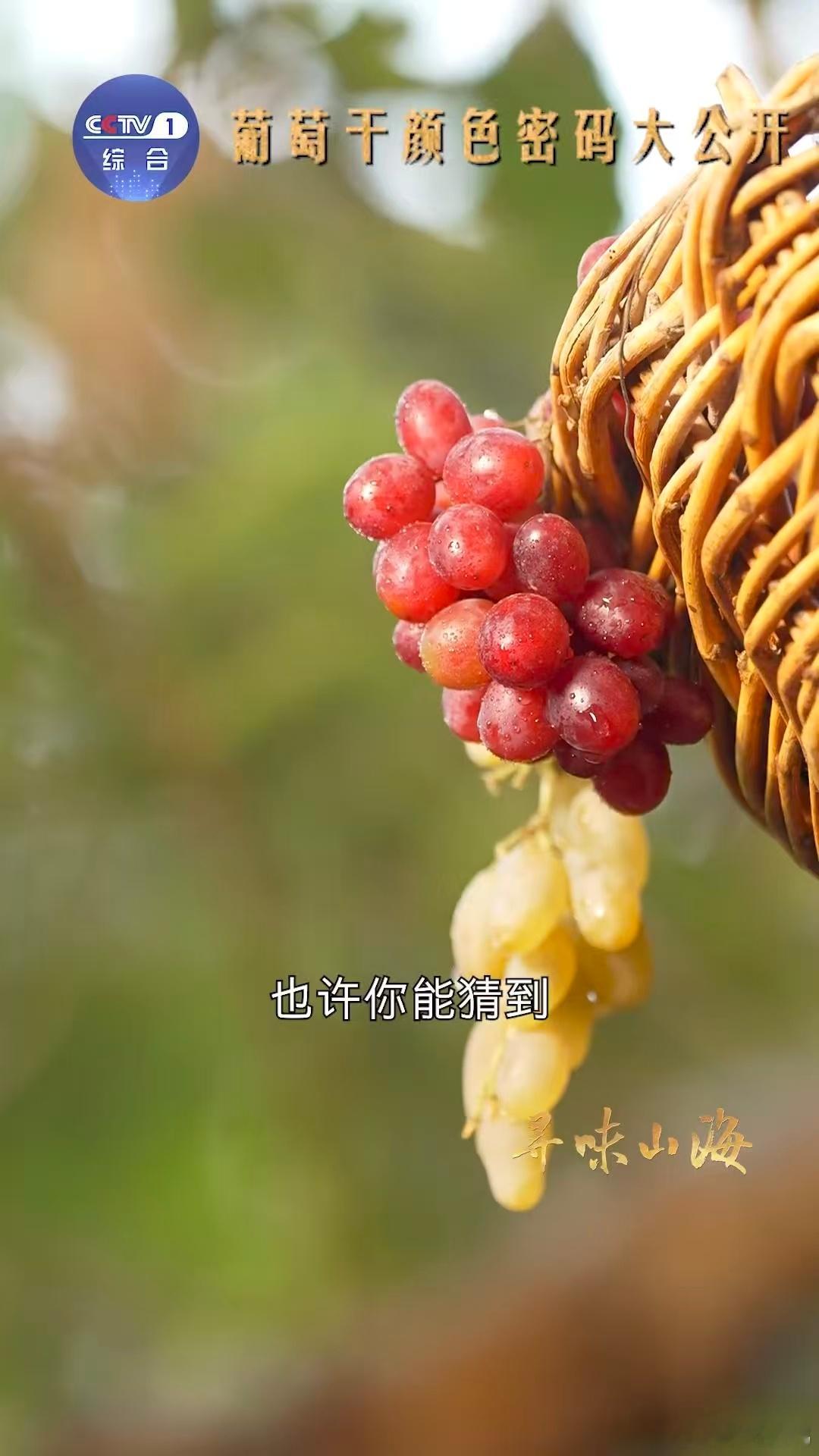 新疆买葡萄干也分色号 嘿！你知道吗？新疆的葡萄干也有自己的“时尚色卡”。吐鲁番的