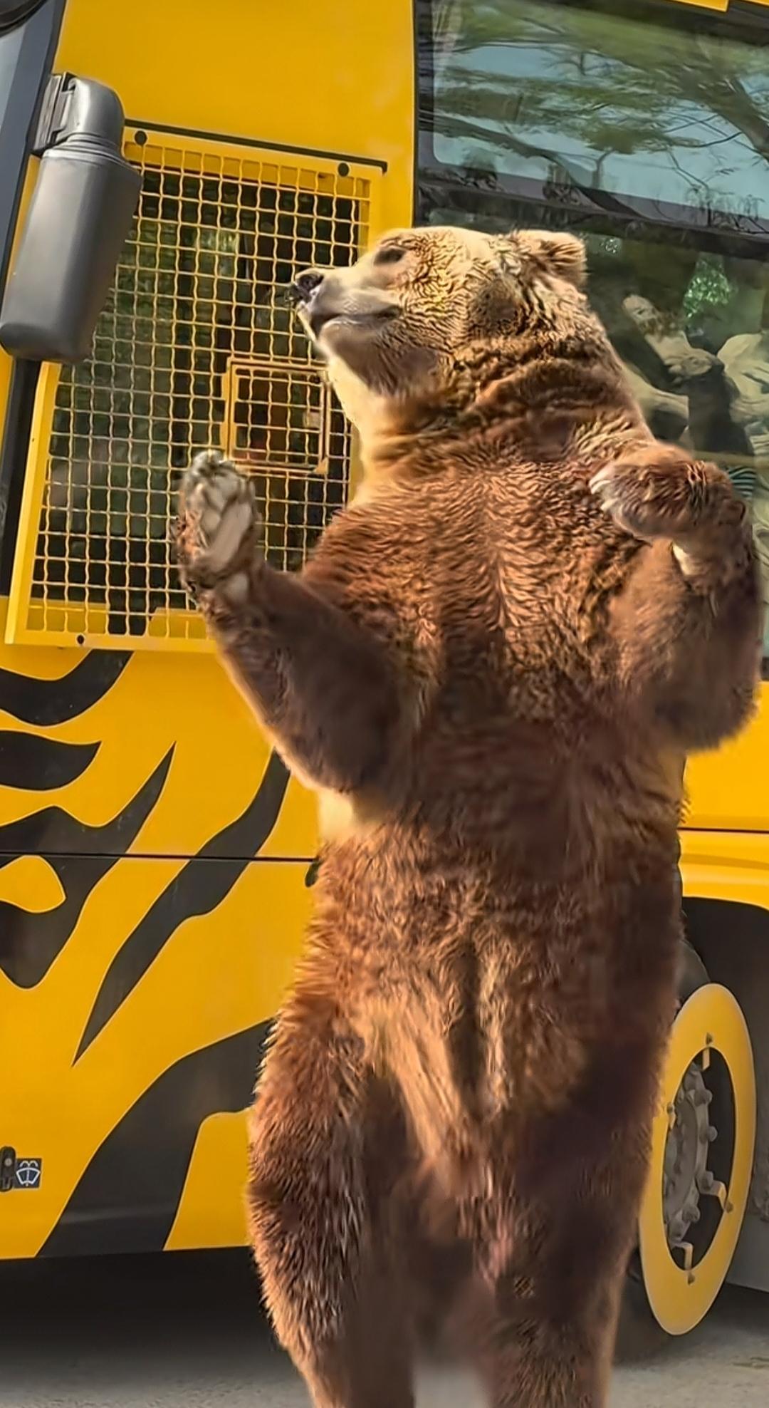 熊宝宝都快成精了，学会给游客跳舞了！