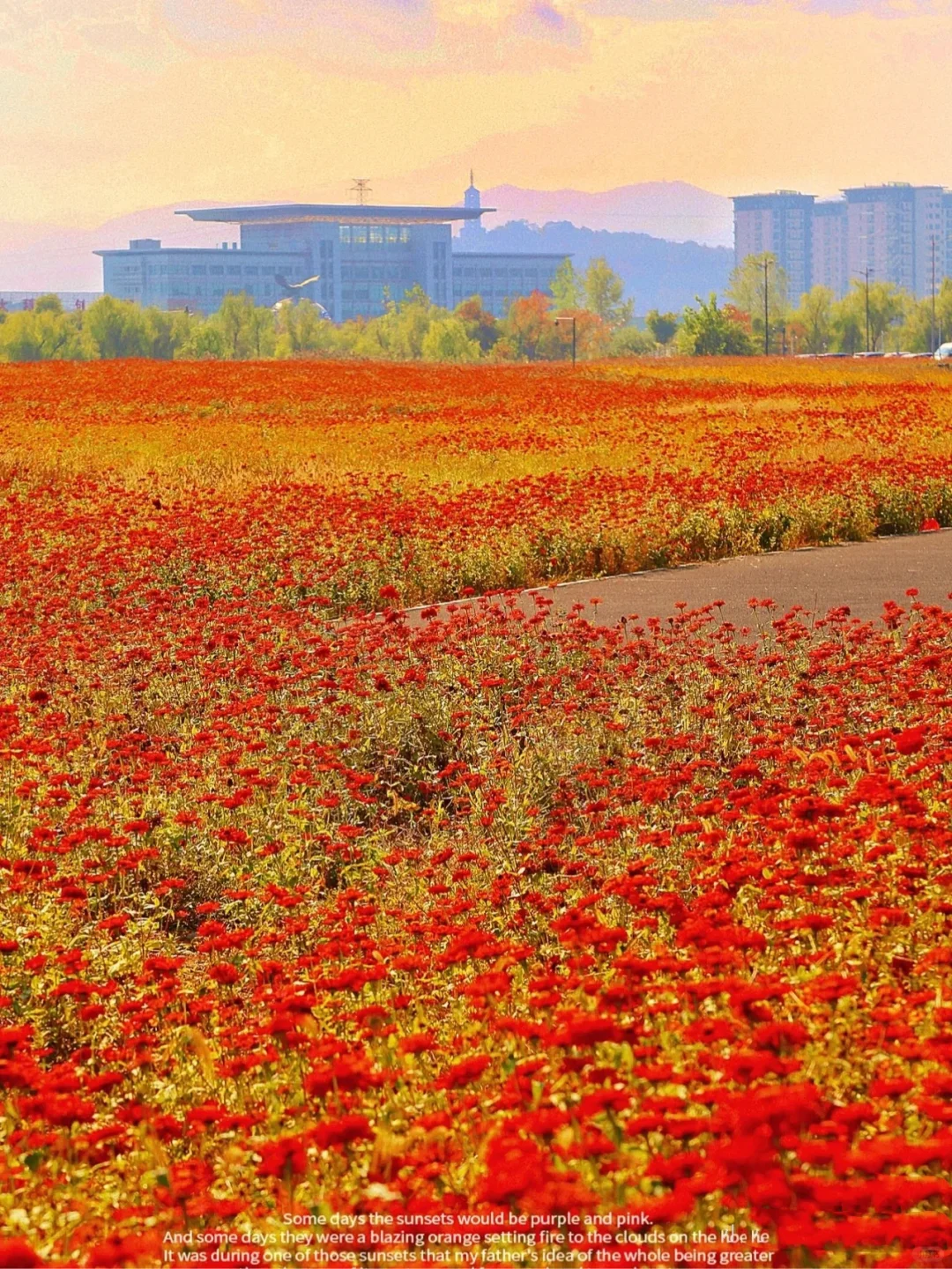 湘湖花海没瓶颈期‼️快来西湖姊妹湖逛秋天🍂