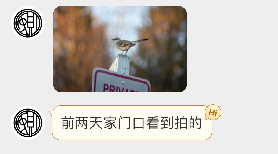 #鸟粉投稿# 灰不溜秋的小嘲鸫 ​​​