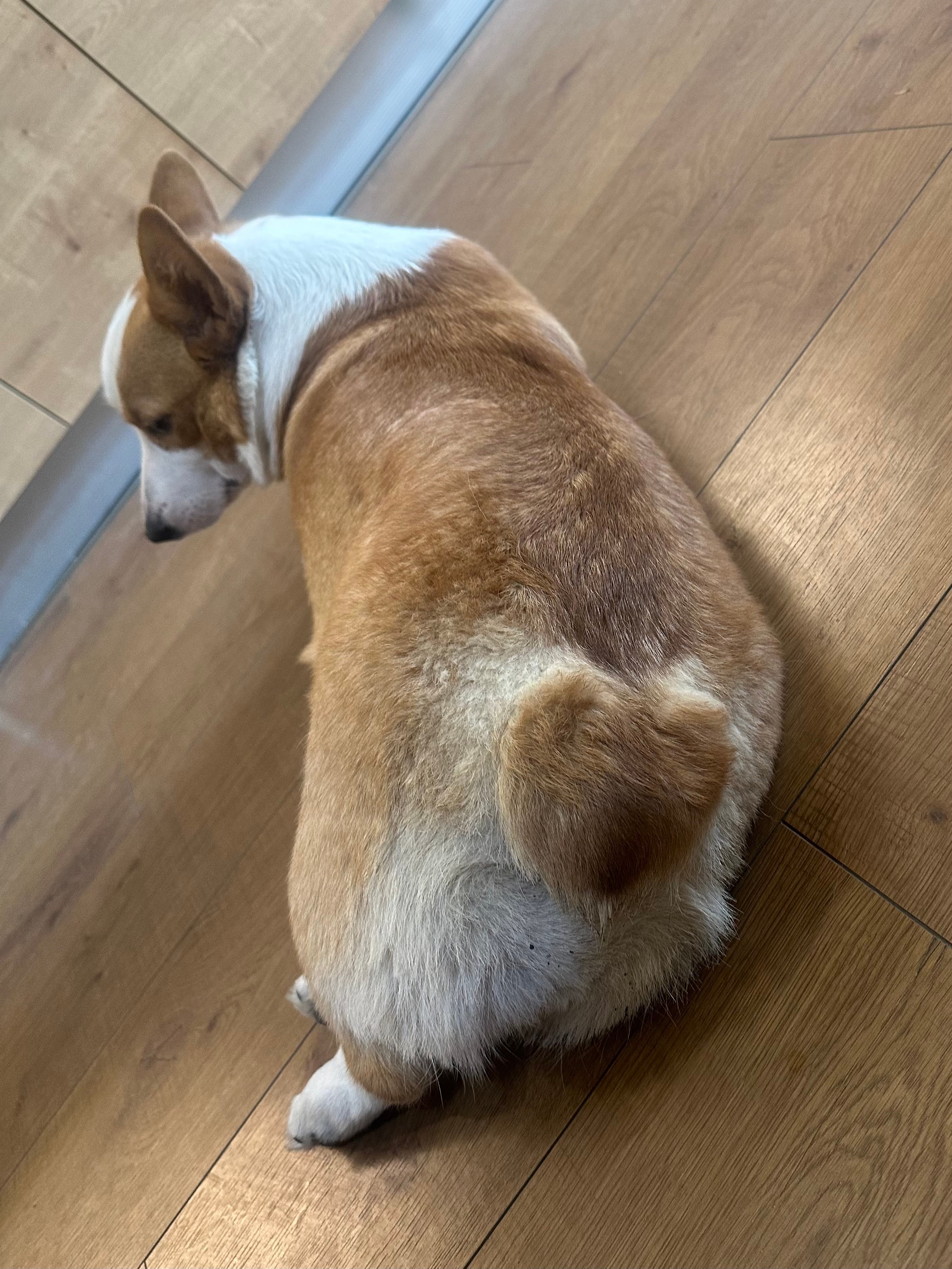 报告！发现一只会用屁股比心的柯基🥰 