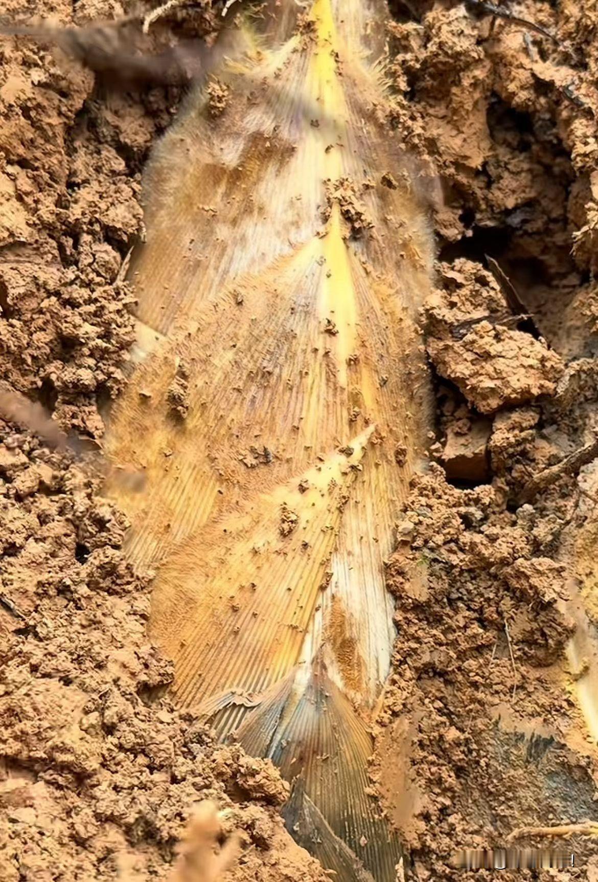 评心而论：破土之前，都是沉默的积蓄。腹有乾坤，才能破土而出！