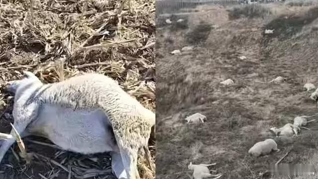 晋中一村民家中120只羊被好友毒死晋中一村民称家中120只羊被毒死，其中110只