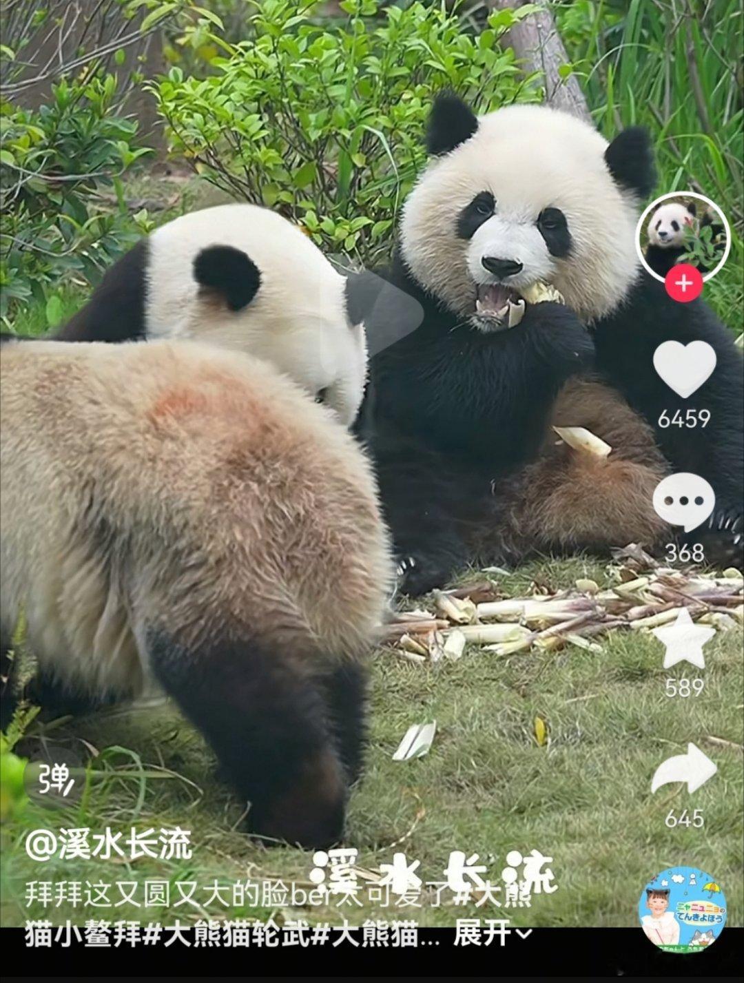 怎么会有这么圆的脸，正圆是按照熊猫脸画的吧！ ​​​