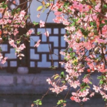 0000 春风一到，江南的院子就活了。垂丝海棠斜斜探过黛瓦檐角，粉白的花串缀满柔