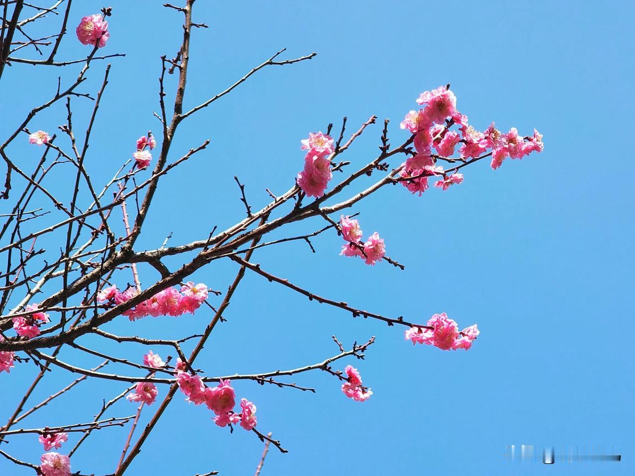 春花烂漫在昆明
虽然已然立春，但国内许多地方还是冰天雪地。
在昆明这个春城，立春