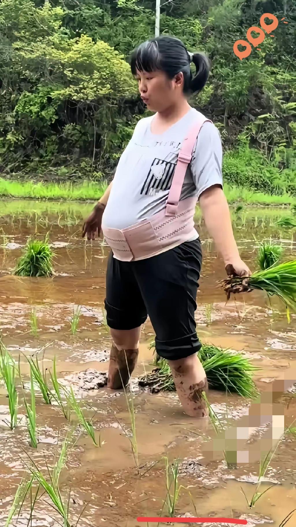 看着身怀八个月身孕的姑娘踩进水田插秧，一时间网上吵得不可开交，两方网友各执一词互