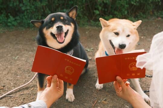 小狗夫妻看看人类夫妻的结婚证