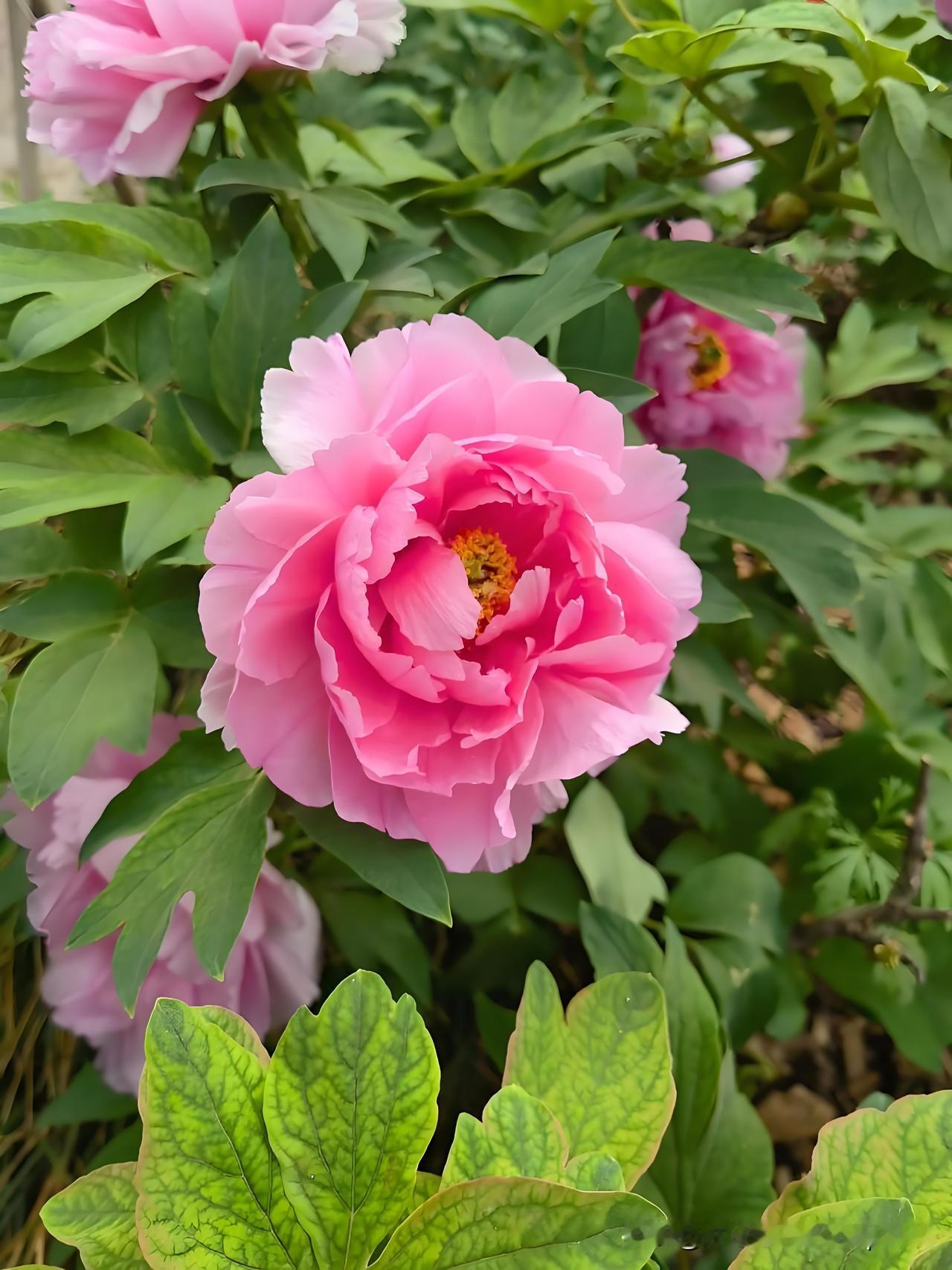 《牡丹》
——唐·徐凝
何人不爱牡丹花，
占断城中好物华。
疑是洛川神女作，
千