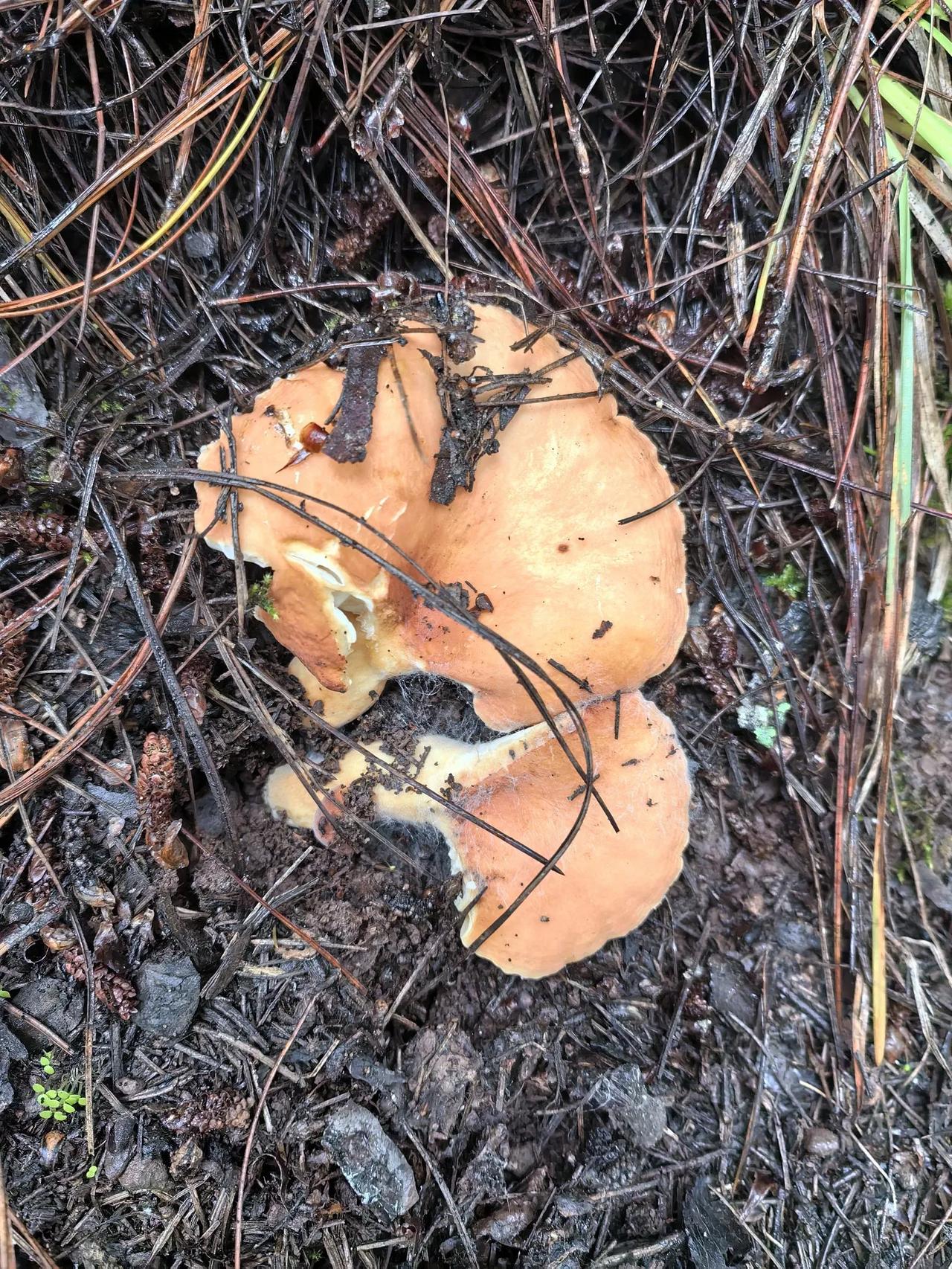 云南的山上奶浆菌非常多啊，都连成一片了啊！云南菌⼦ 云南特产山珍菌 云南采菌子 