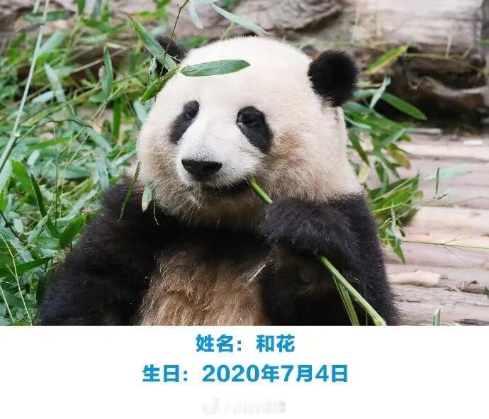 4月29日下午，一名导游带团在成都大熊猫繁育研究基地参观时，在讲解中称网红大熊猫