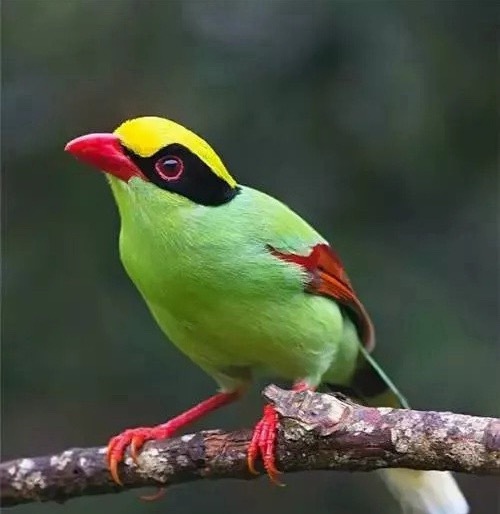 也有不少傻鸟黑子一直刺激嘲讽我要晒单，其实我不带队操作的时候有晒，上次一月份我就