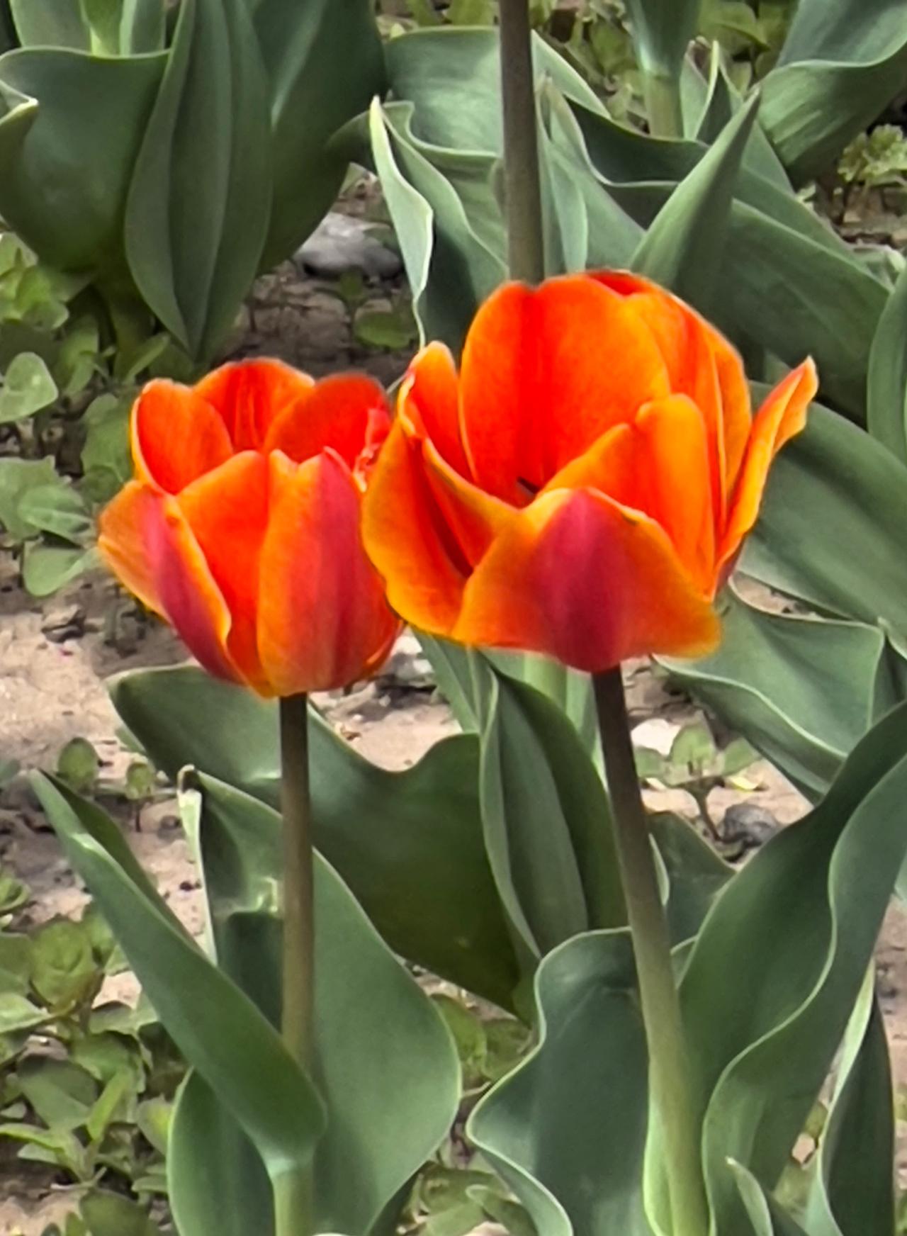 中国摄影圈春日赏花：惊艳的郁金香，靓丽迷人，娇美耀眼，绽放出春天的生机与活力！春