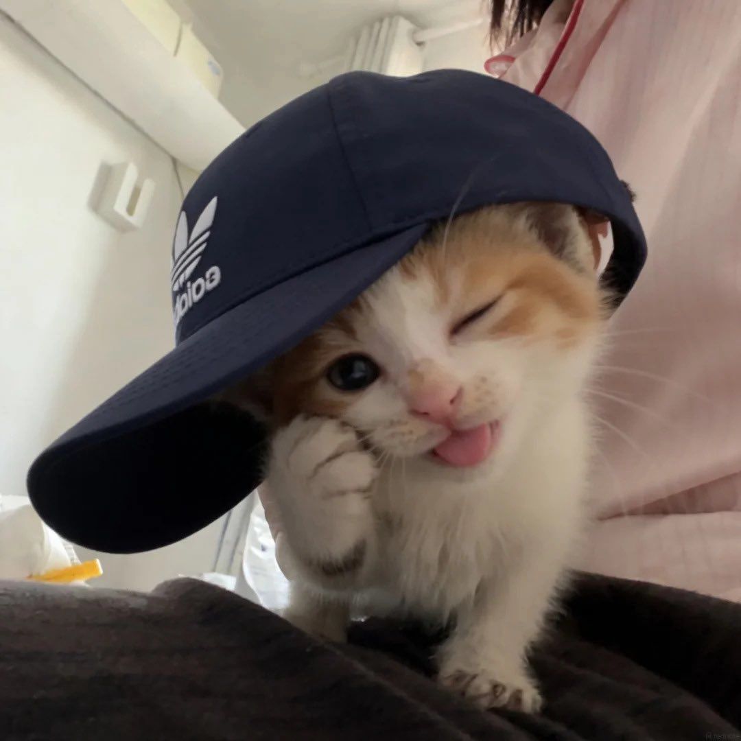 小猫 