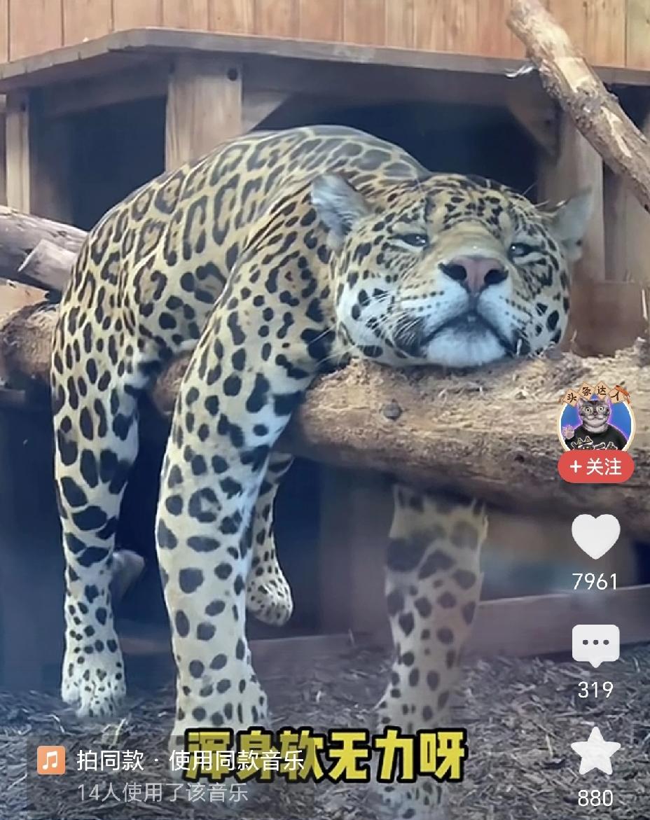 像极了很多人节后第一天上班的状态，无精打采，浑身无力，瞌睡连天。