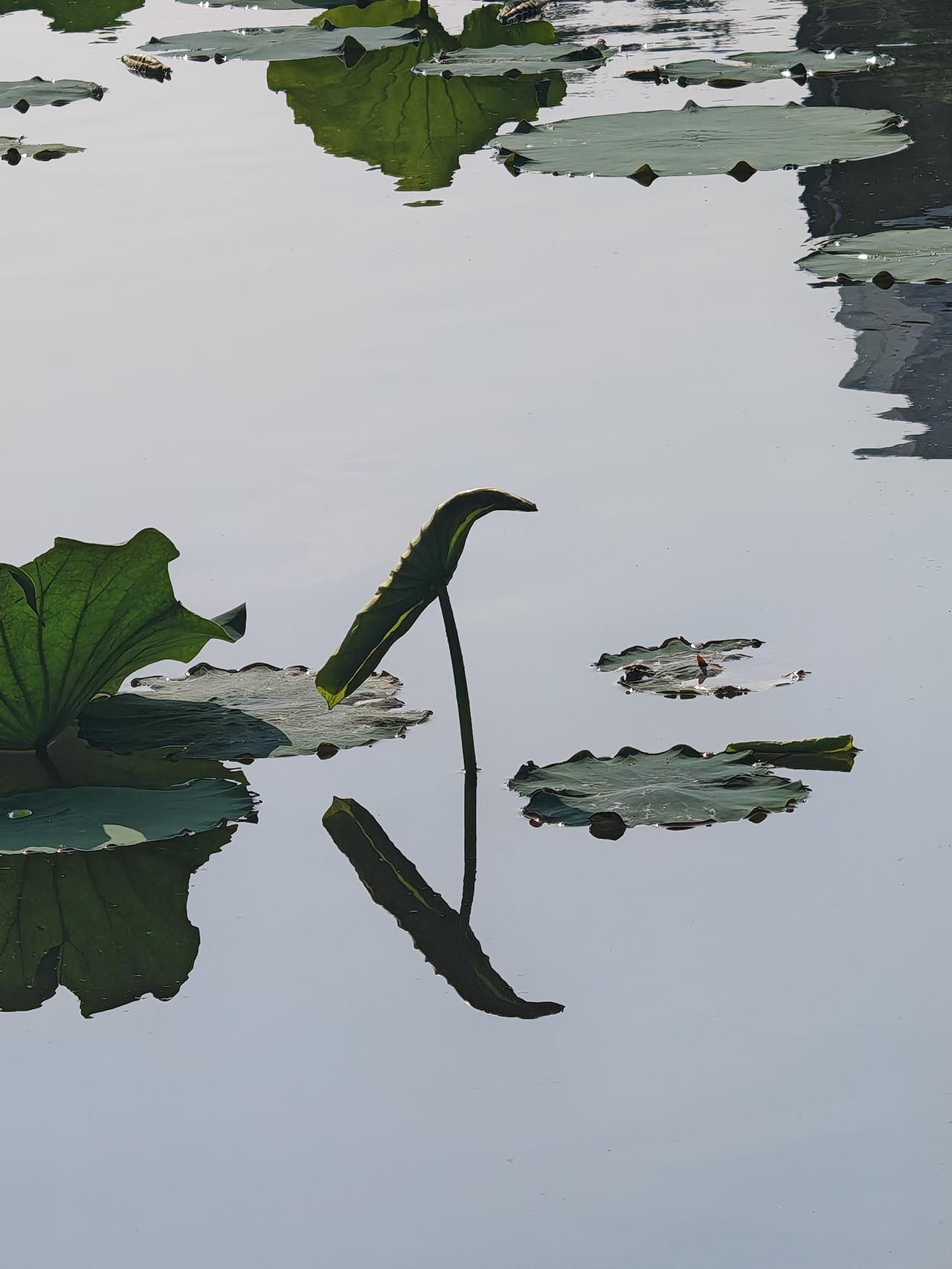 荷荷美美