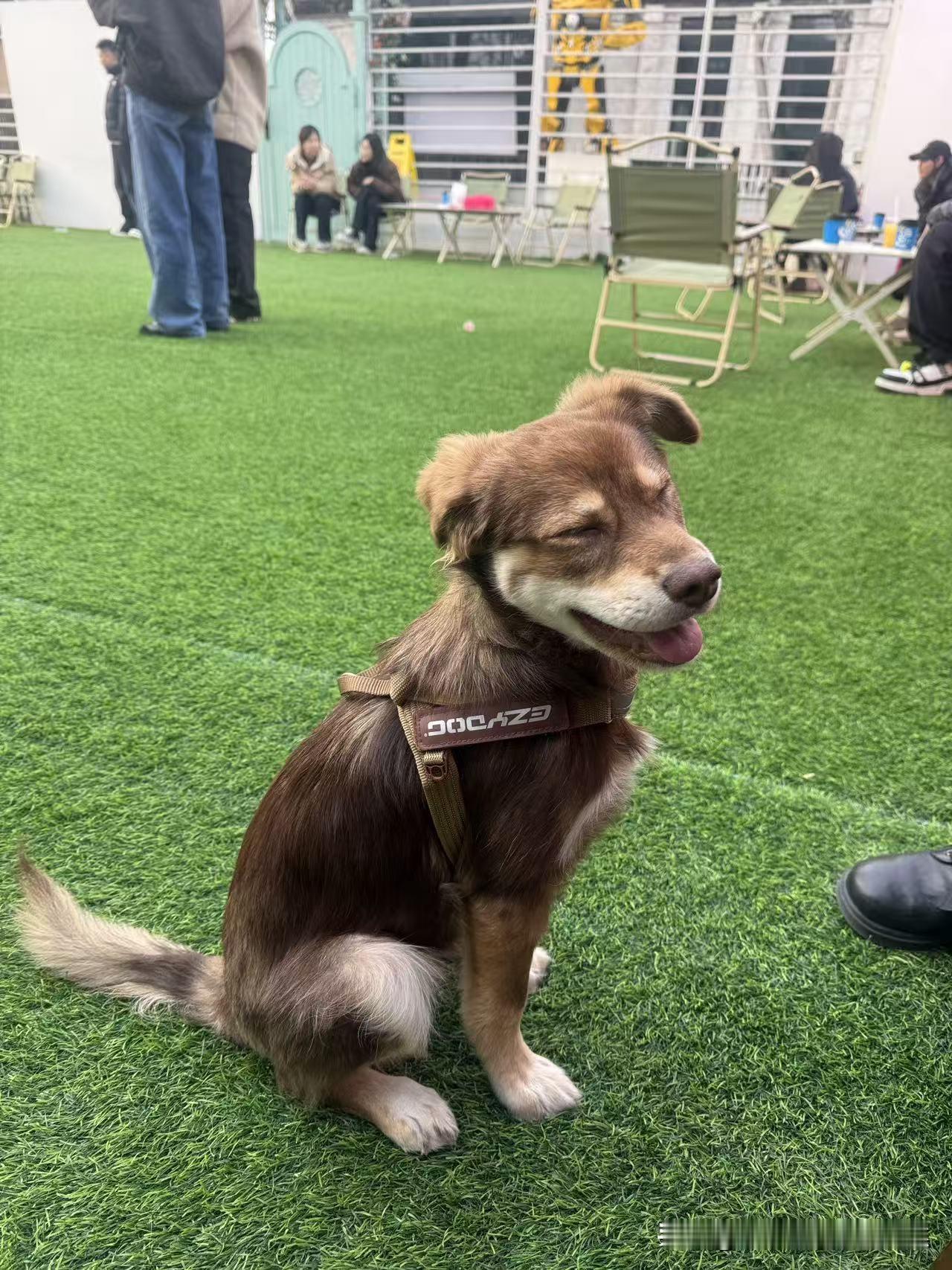 差点儿痛失贝果，那一刻我脑子里闪过无数念头，真的吓坏了。我当时就想，如果真的丢了