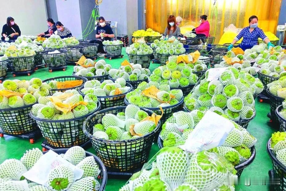 大陆将采购菠萝、石斑鱼等 台农业部门：应尽速恢复台湾农产品输入

针对大陆昨提出