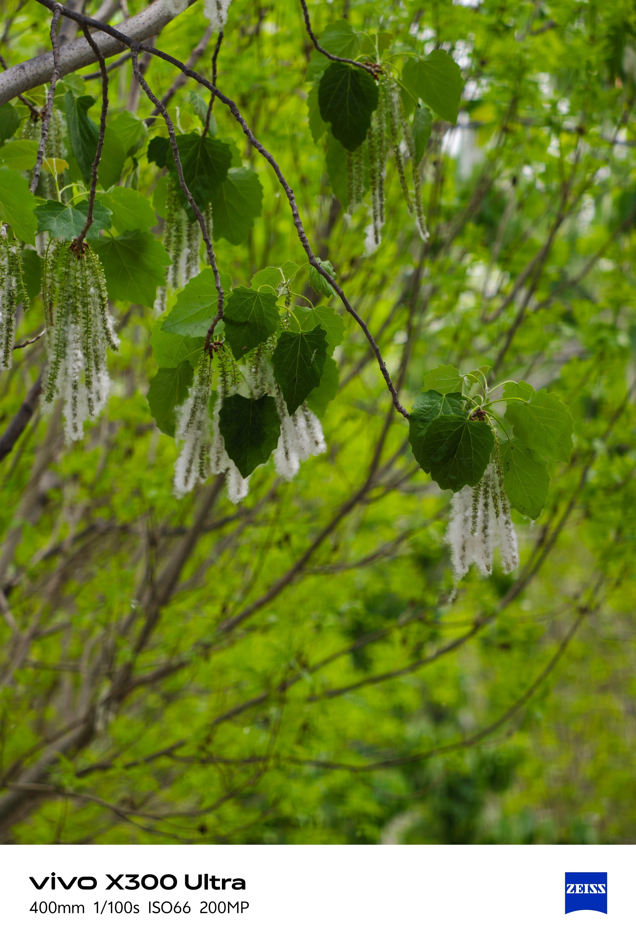 vivo X300 Ultra vs X200 Ultra！两代影像旗舰长焦对比