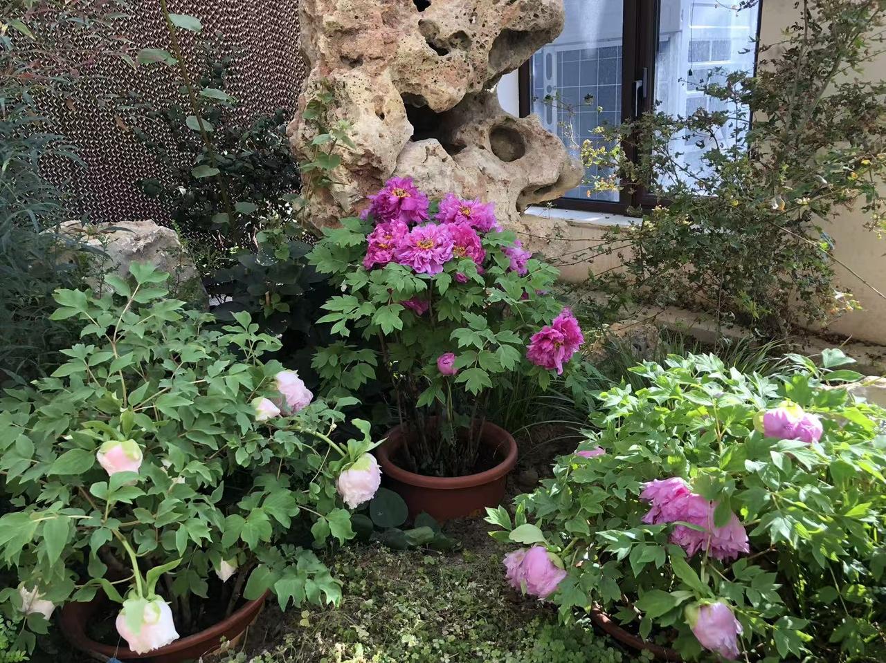 晒图笔记大赛景山公园风景秀丽