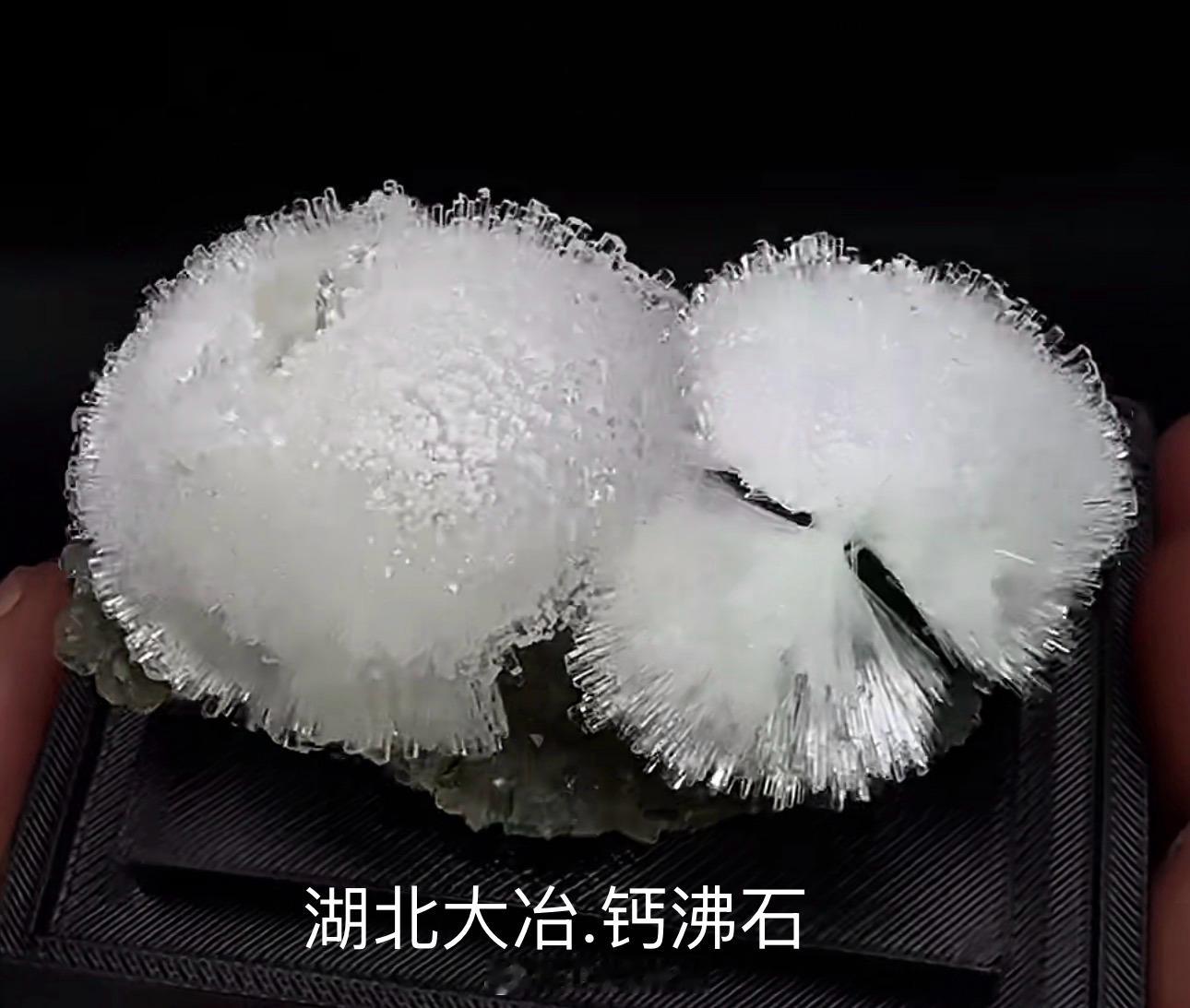 我的日常plog 最近湖北大冶这批白球花花可谓是风光无限。天价开场，无限连击，带