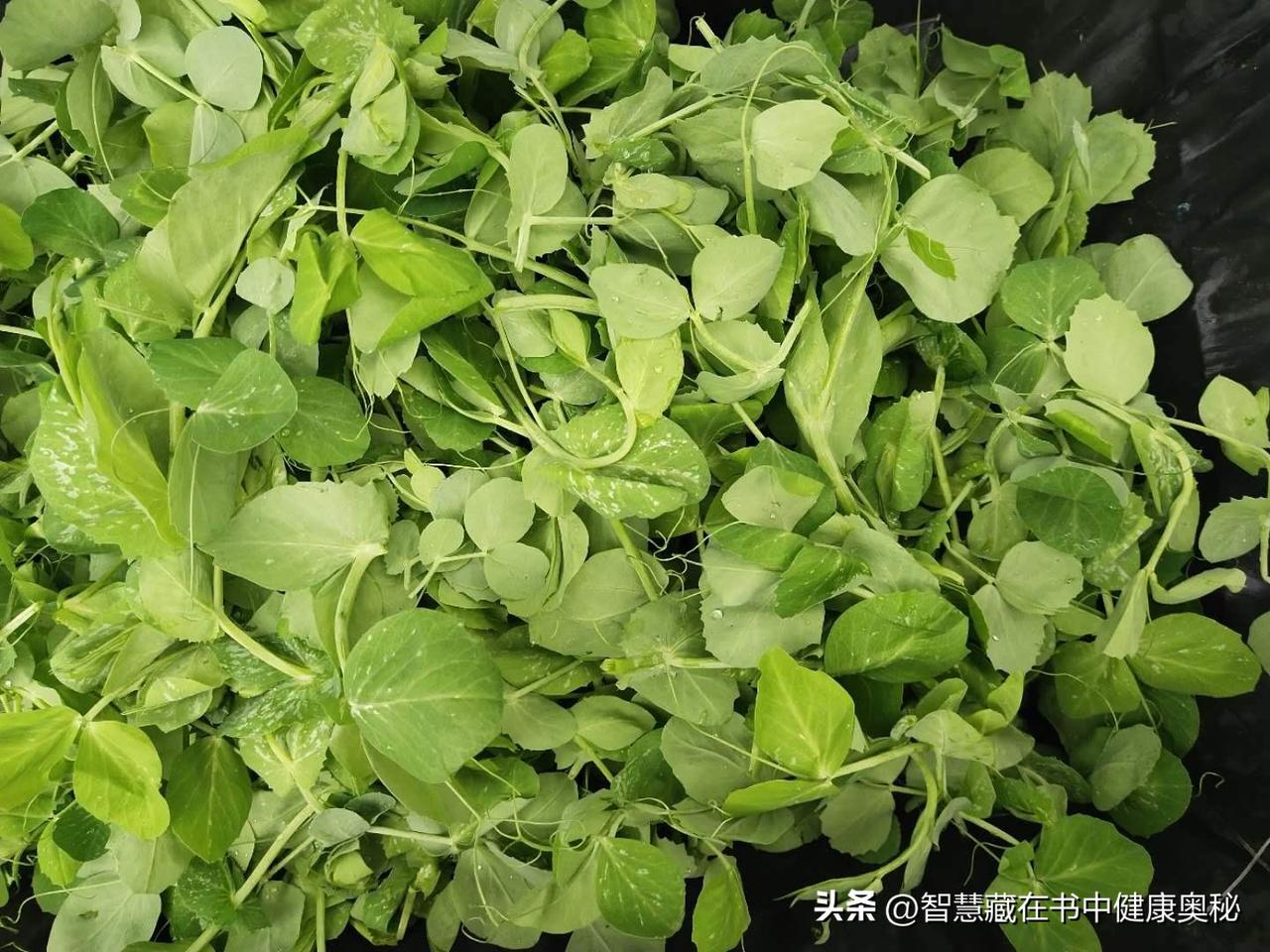 春日第一鲜：碗豆尖的养生智慧与美味演绎

在万物复苏的春季餐桌上，若要评选出一位