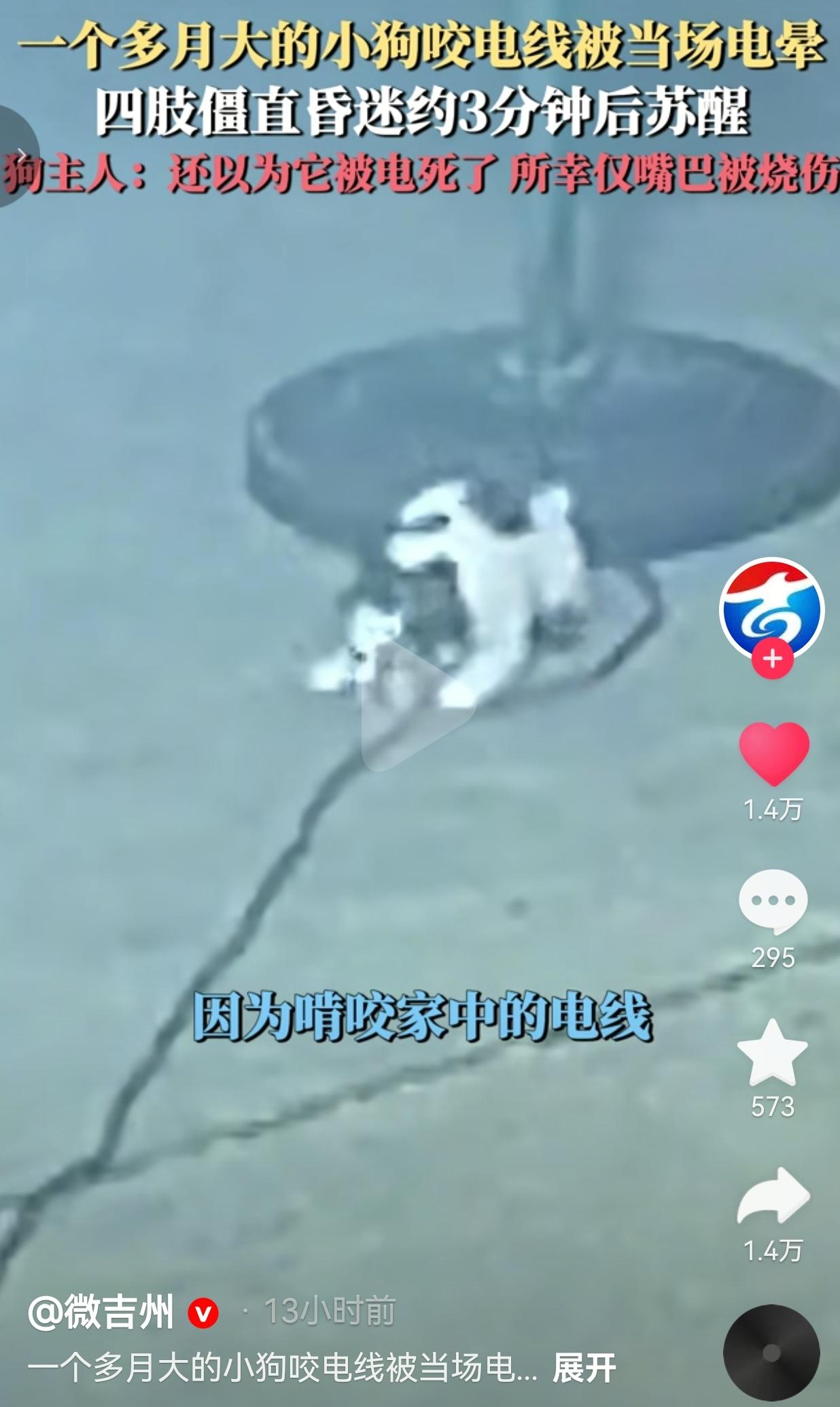 巴掌大的一月龄奶狗啃咬电线触电僵晕，主人本以为无力回天，没想到三分钟后小狗奇迹苏