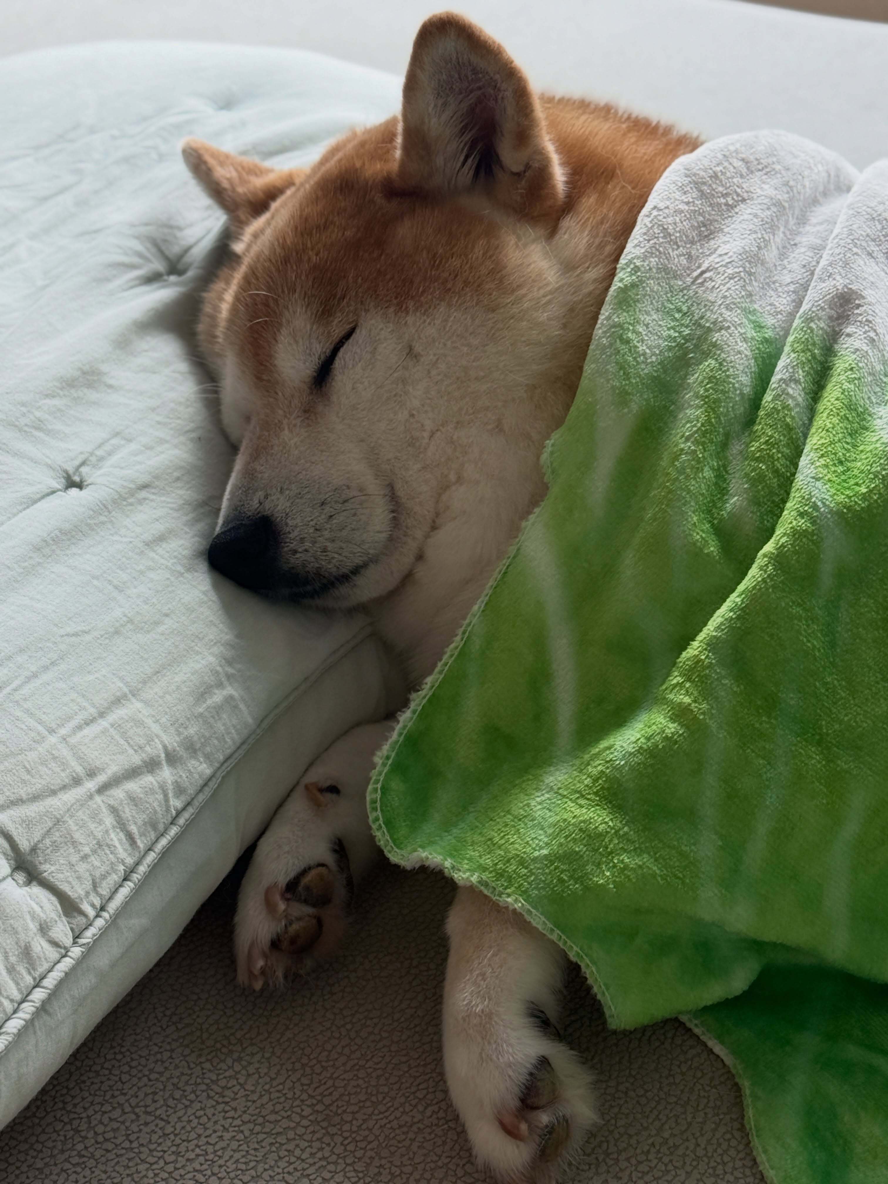 对于狗狗来说，每天都是周末