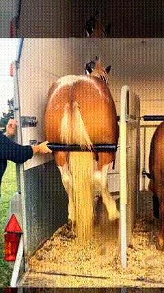 话说你有没有见过农场主亲自给马修蹄子？
我之前在国外一个农场亲眼目睹了一次，那场