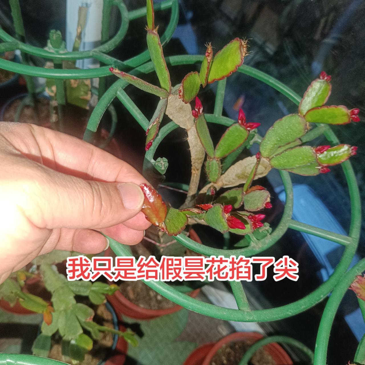 我只是给假昙花掐了尖