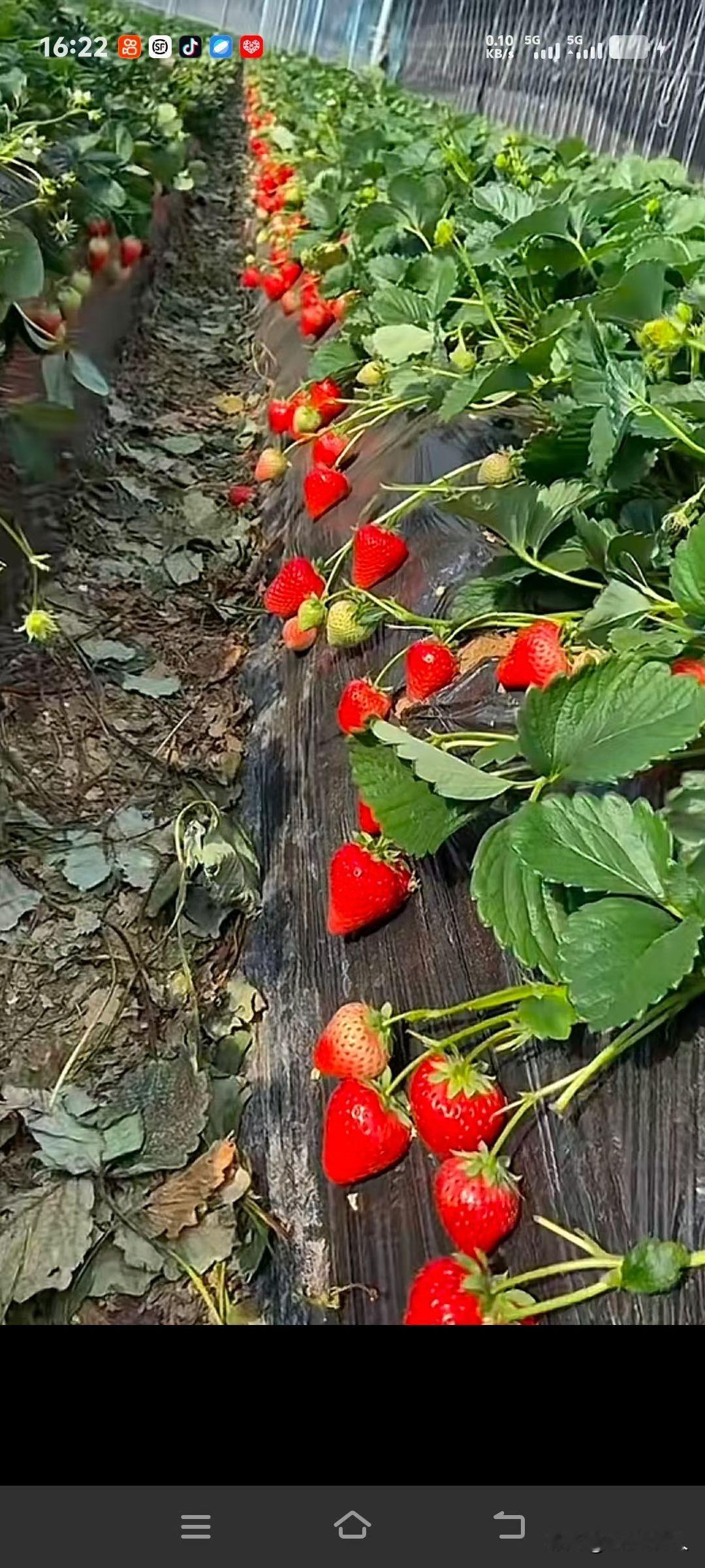 又到了肆意吃草莓的季节了！外地的小伙伴们羡慕吧！