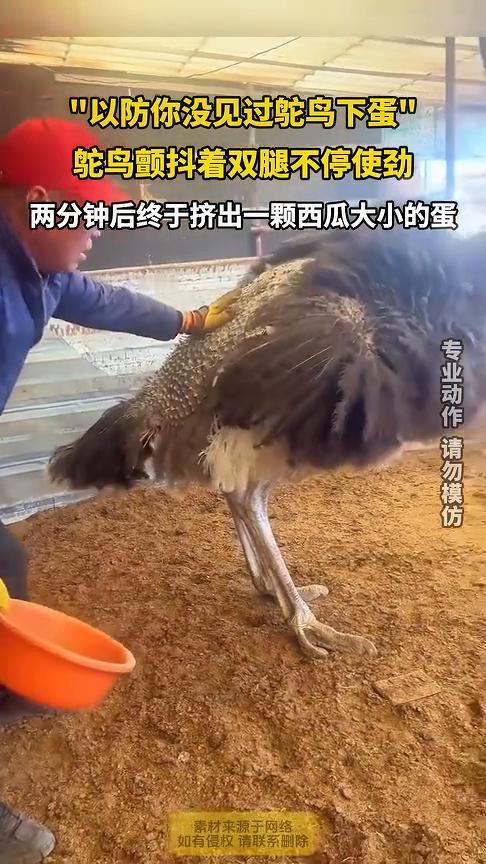 "以防你没见过鸵鸟下蛋"，鸵鸟颤抖着双腿不停使劲，两分钟后终于挤出一颗西瓜大小的