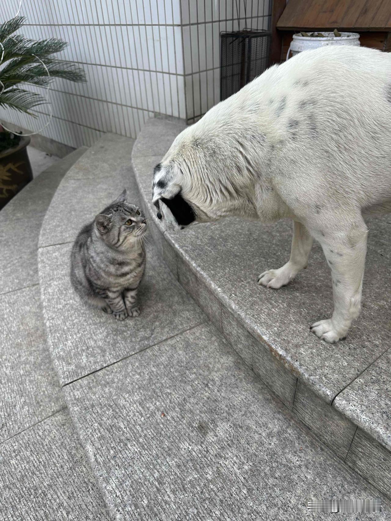 萌宠相遇：小猫与大狗的温馨瞬间