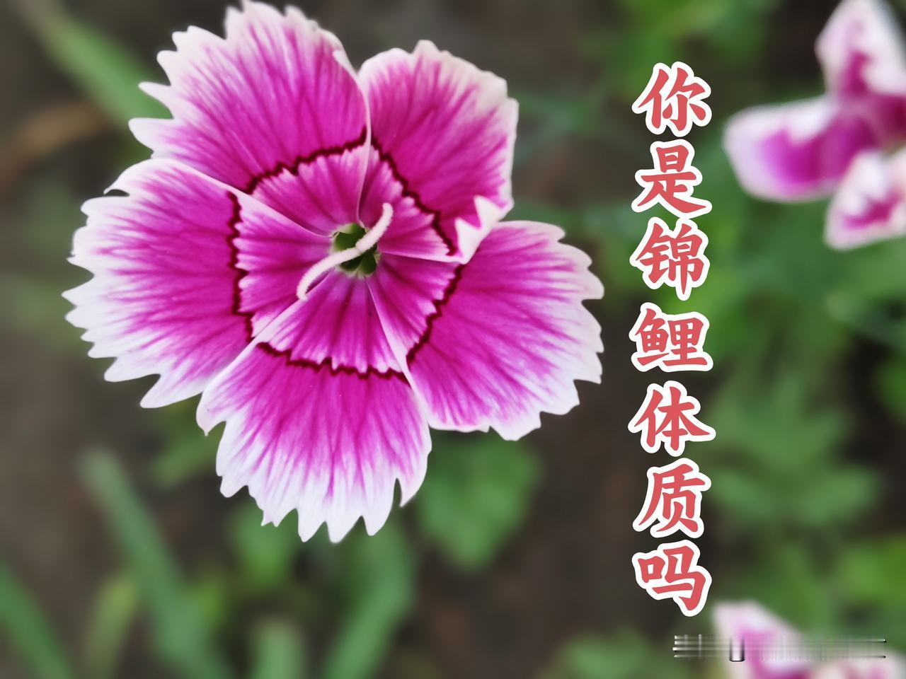 锦鲤体质是什么样子的？
1️⃣，小孩子和老人见到她（他）都特别喜欢，
2️⃣，小