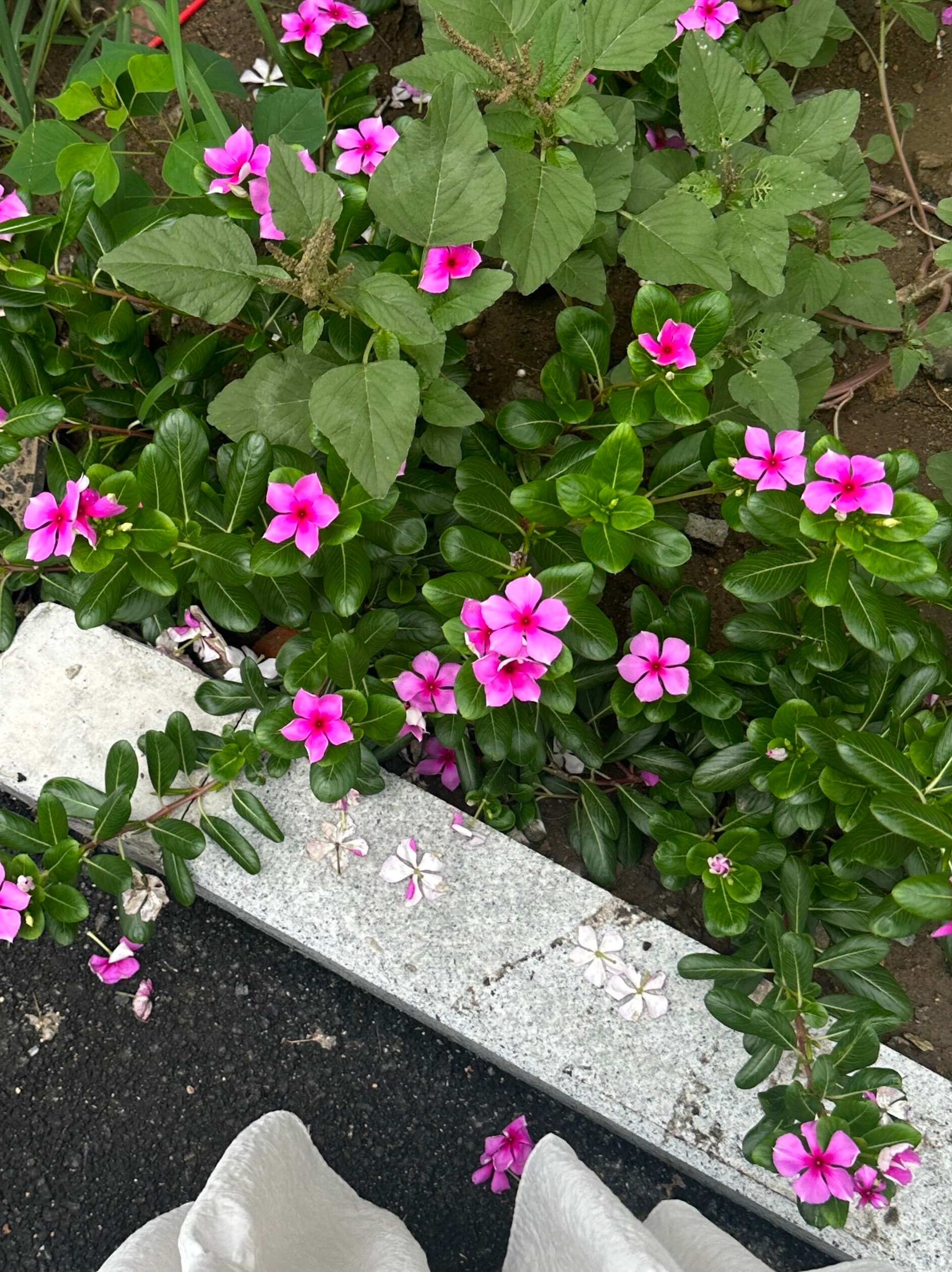 🎀.⸝⋆ᵕ̈ ᑋᵉᑊᑊᵒ🌸📀如花在野 温柔热烈 ​​​