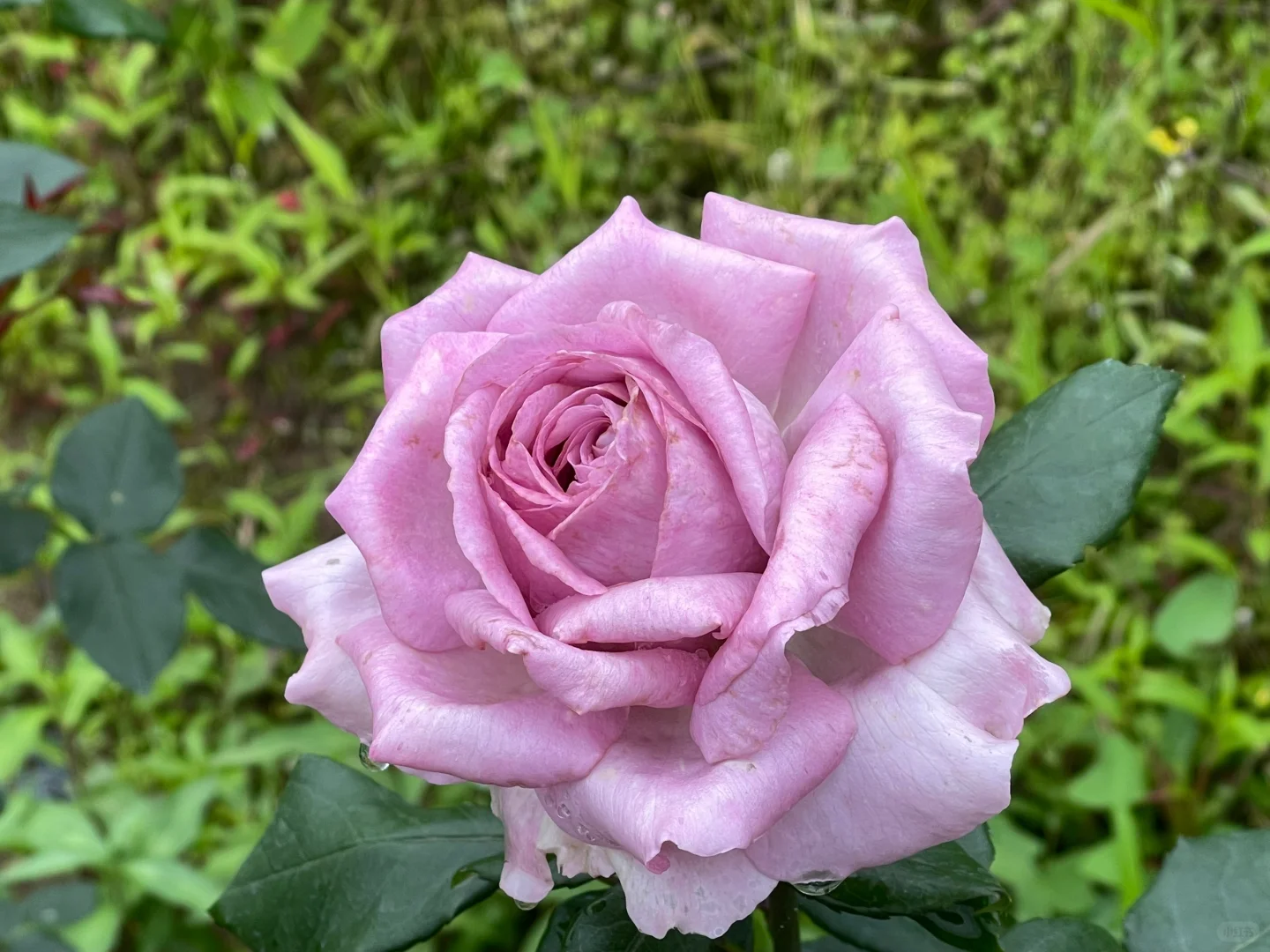 尼普荣耀