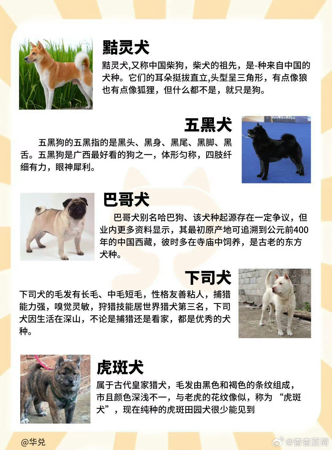 超九成养宠人不认识中华田园犬品种 上海街采结果令人唏嘘，超九成养宠人不认识中华田