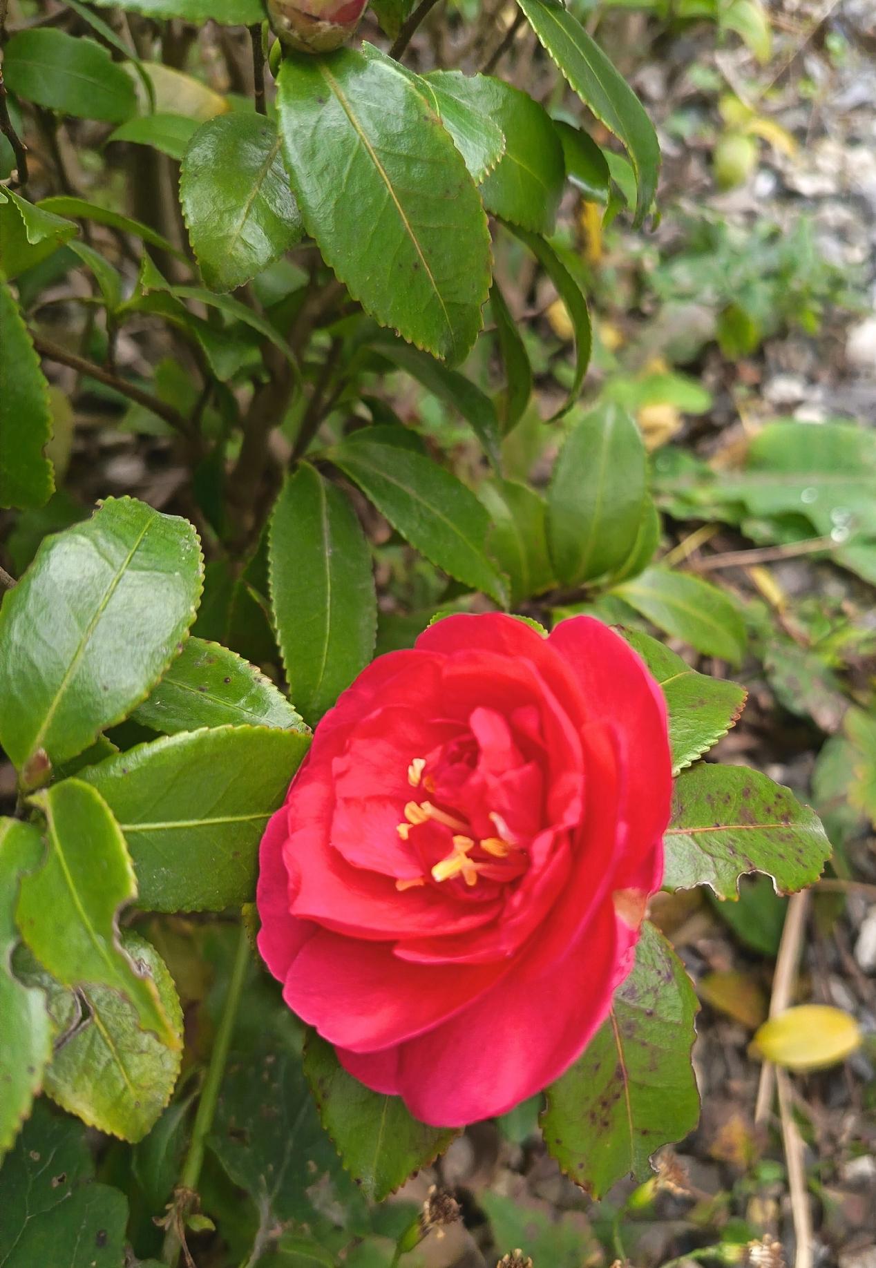 午后到公园散步，冬日的园子里少了些姹紫嫣红，却在转角处撞见了一朵盛放的山茶花，瞬