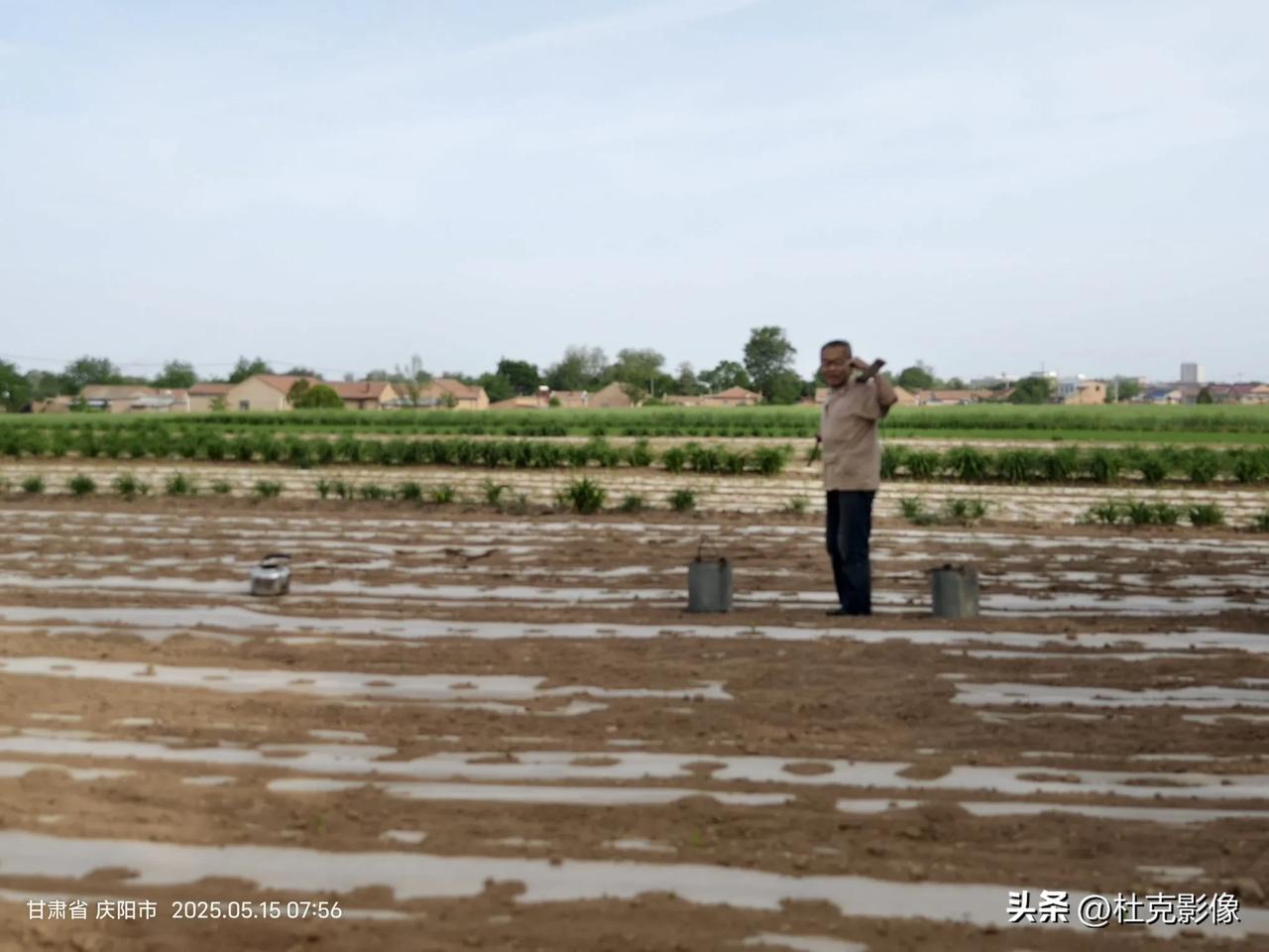 农民挑水护苗，守护希望- 北方干旱，多地农作物生长面临严峻挑战。在甘肃庆阳这片黄