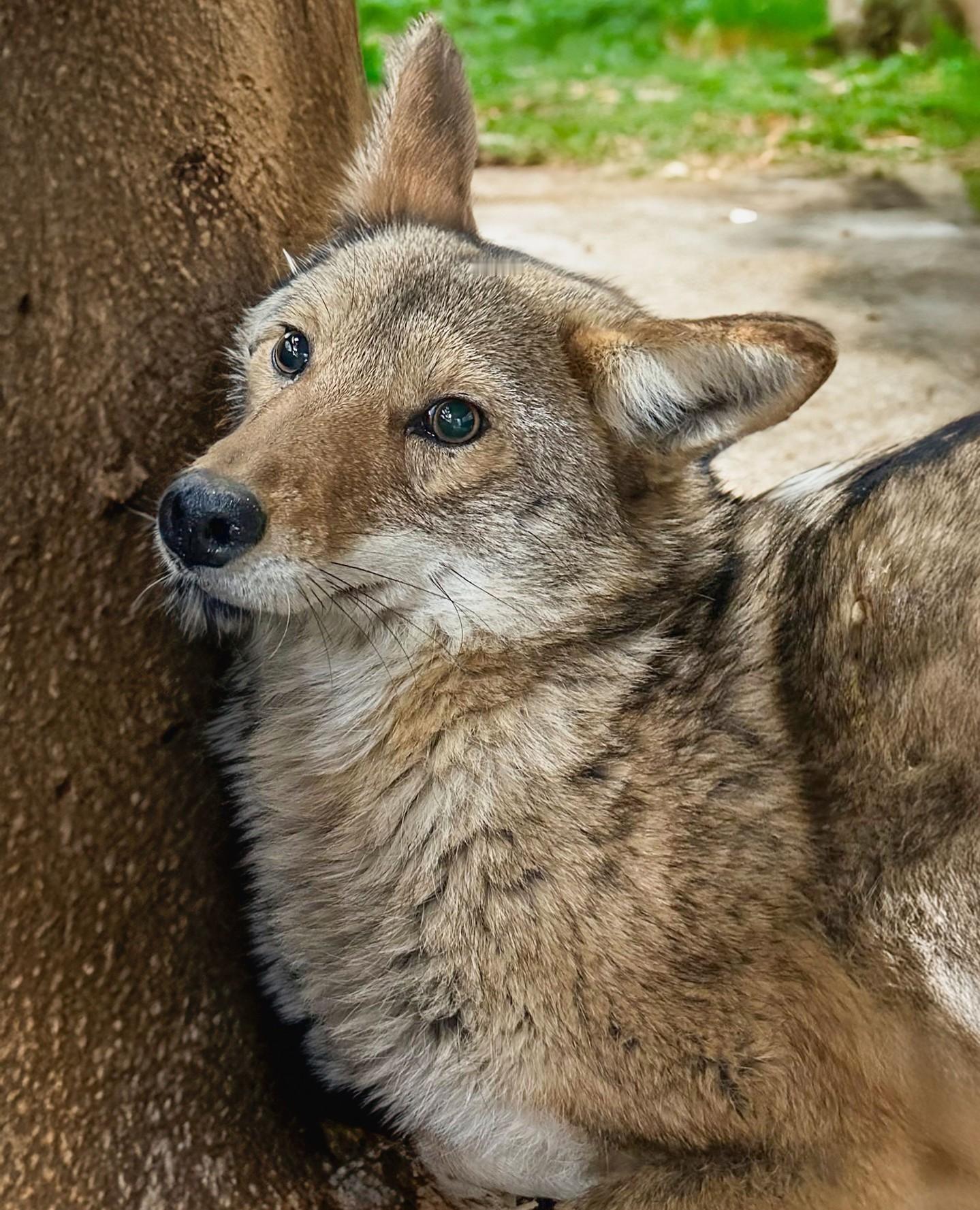 郊狼和狗狗的混血[并不简单]  郊狼  犬科动物  这小眼神，真的非常狗狗了[d