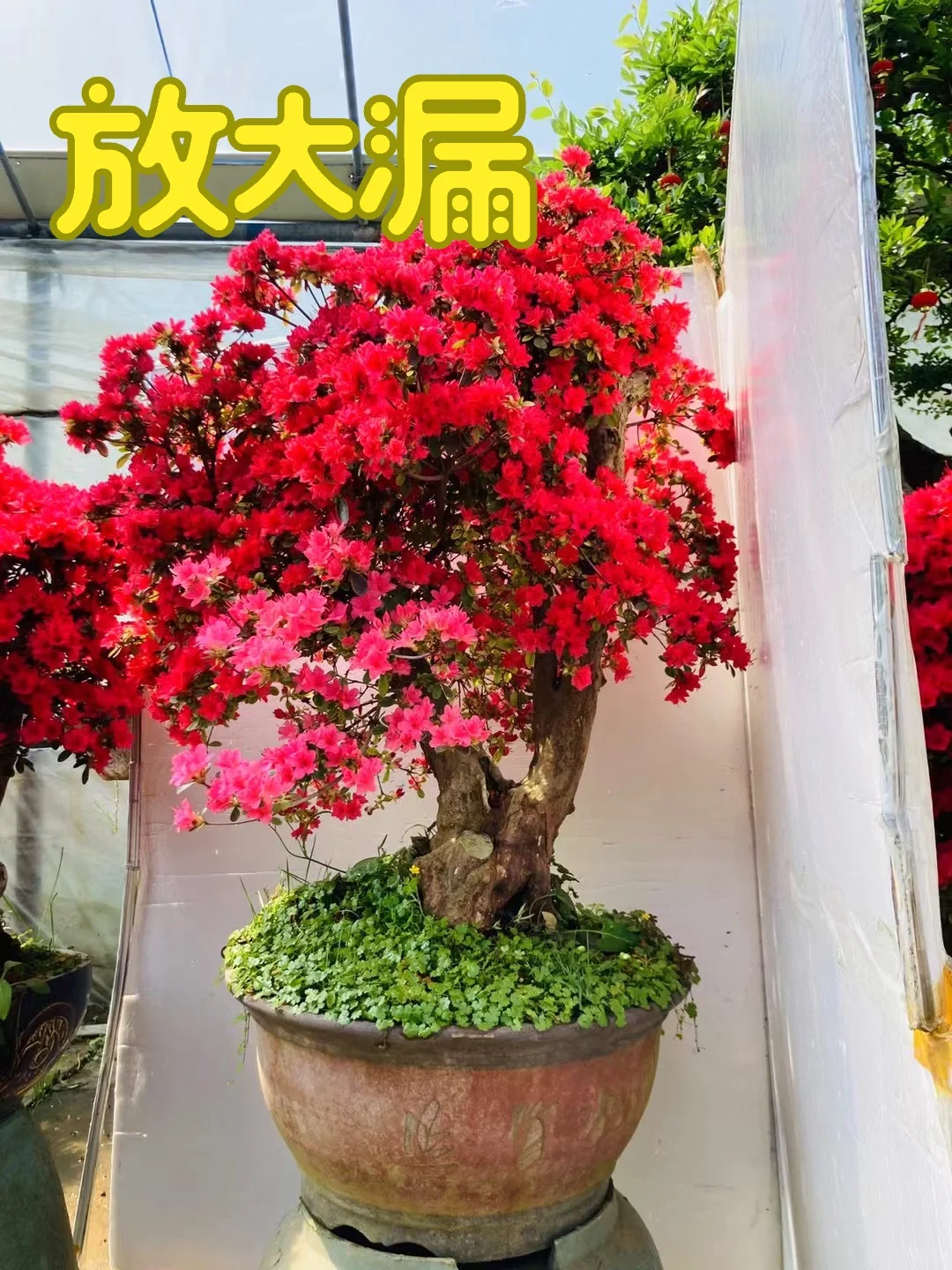 杜鹃盆景