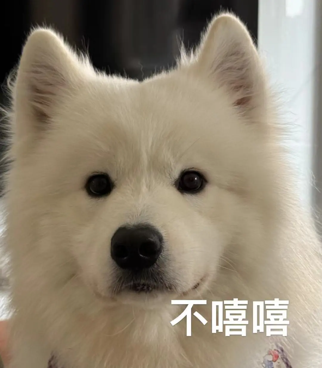 想要一个都是耶耶的评论区！