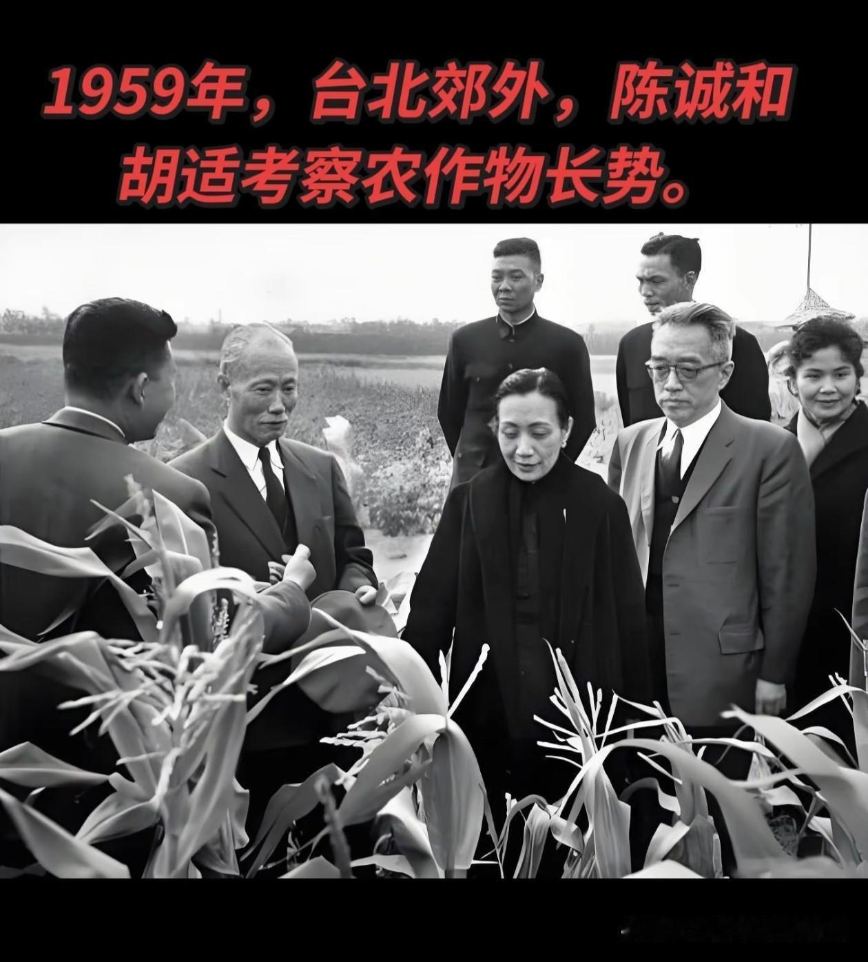 1959年台北郊外，
陈诚与胡适等人一同考察农作物生长情况。
陈诚夫人 胡适图书