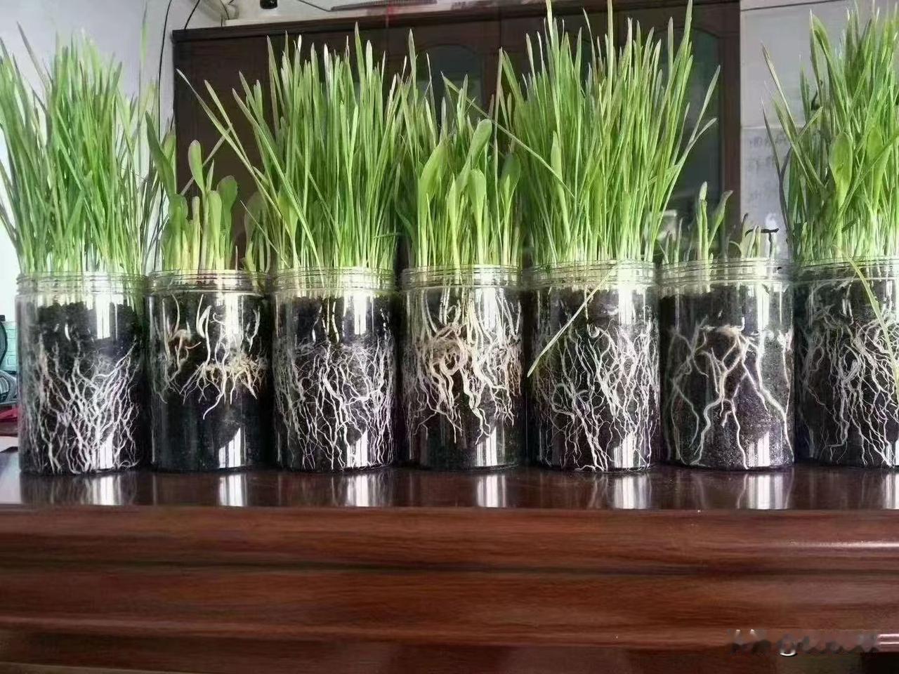 这年头我们种地的都有一个共同心愿是亩入上万：
答案很简单：种白日梦！
 不用耕地